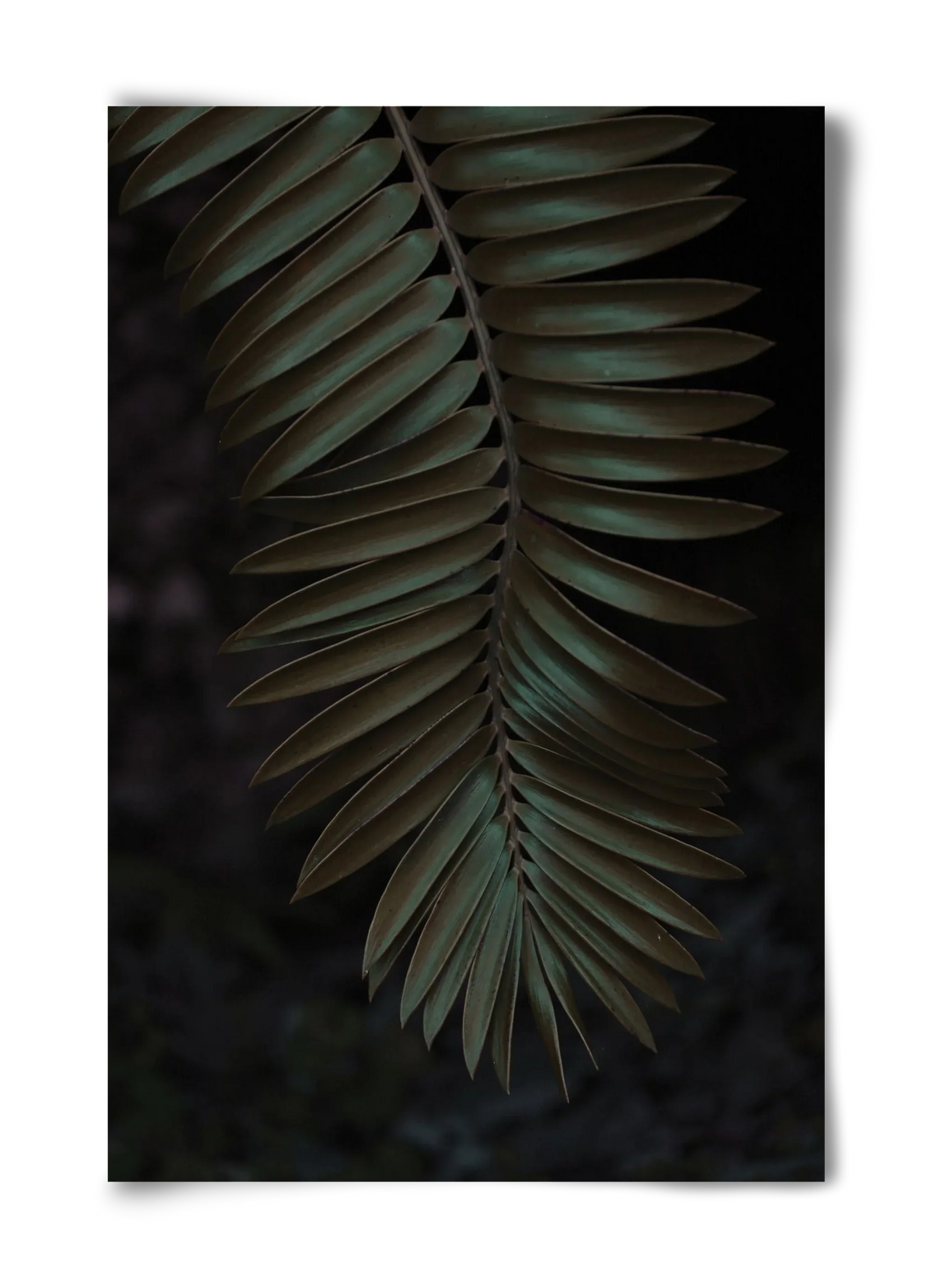 Cycad - artbridge