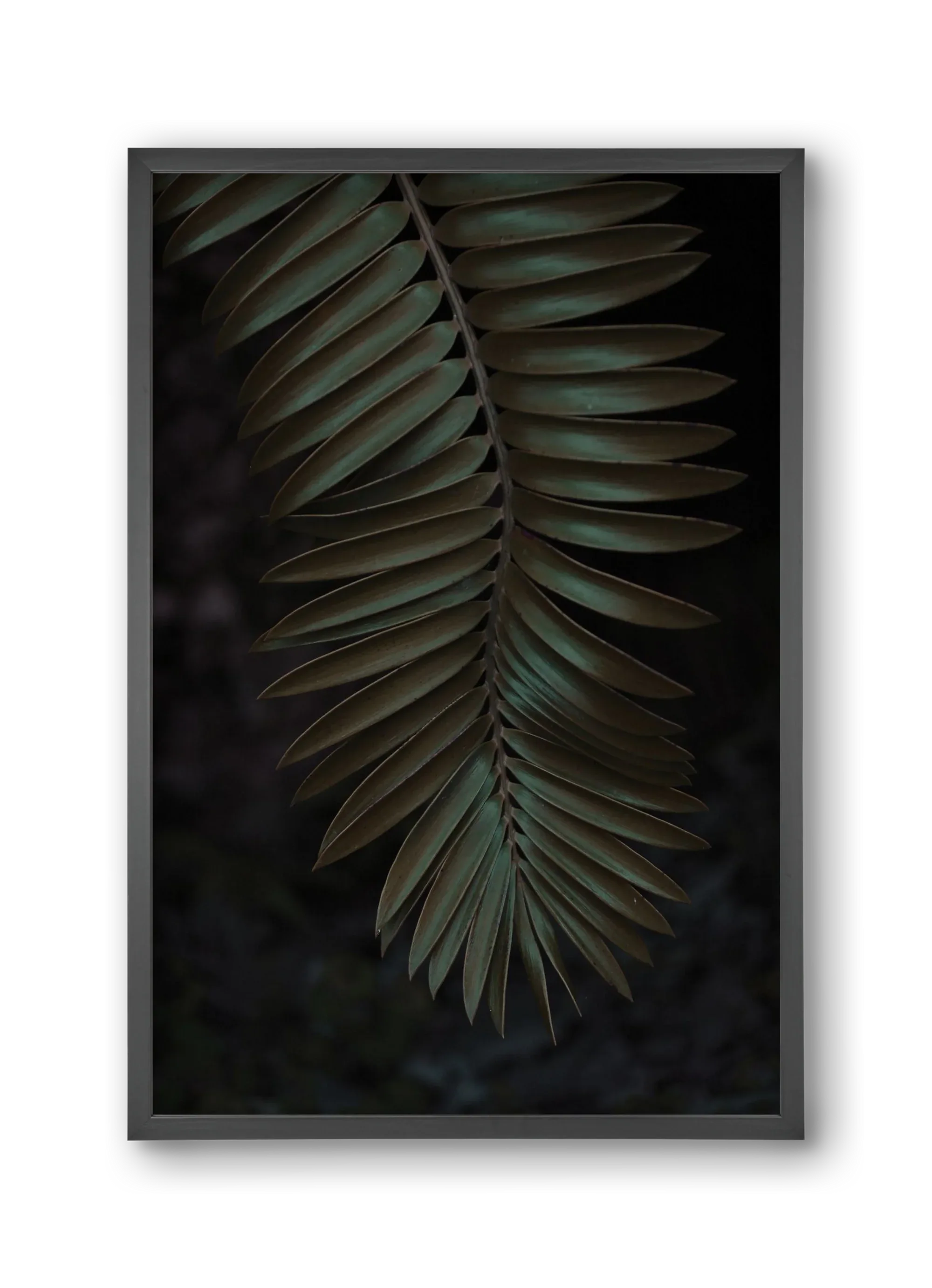 Cycad - artbridge