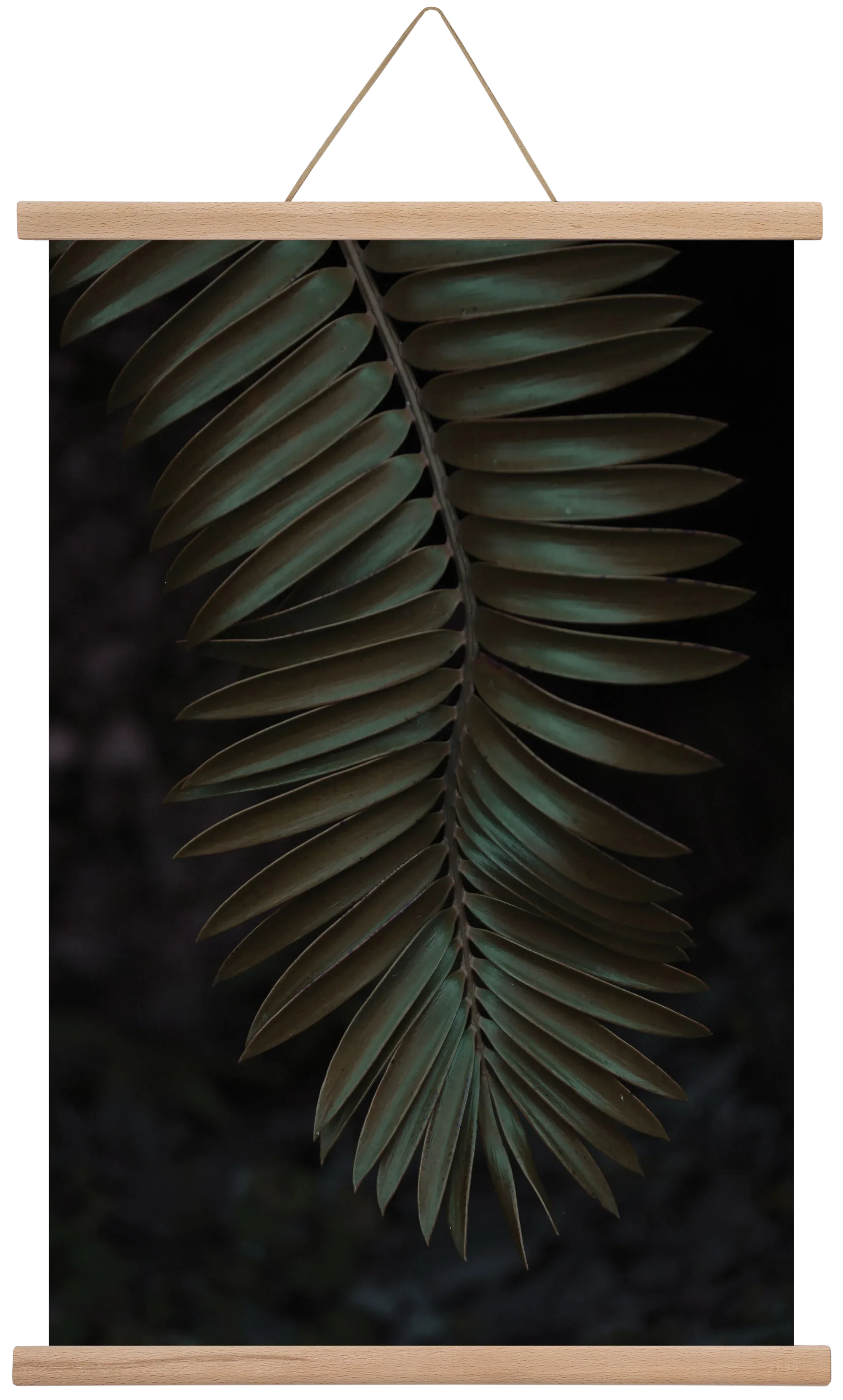 Cycad - artbridge
