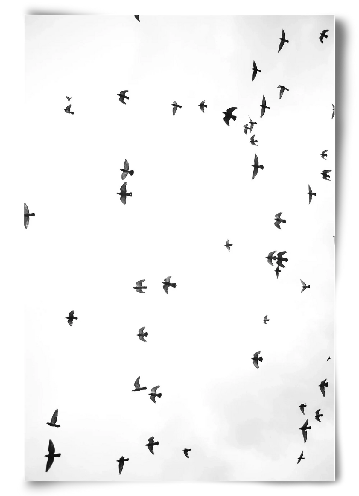 Flight and freedom - artbridge