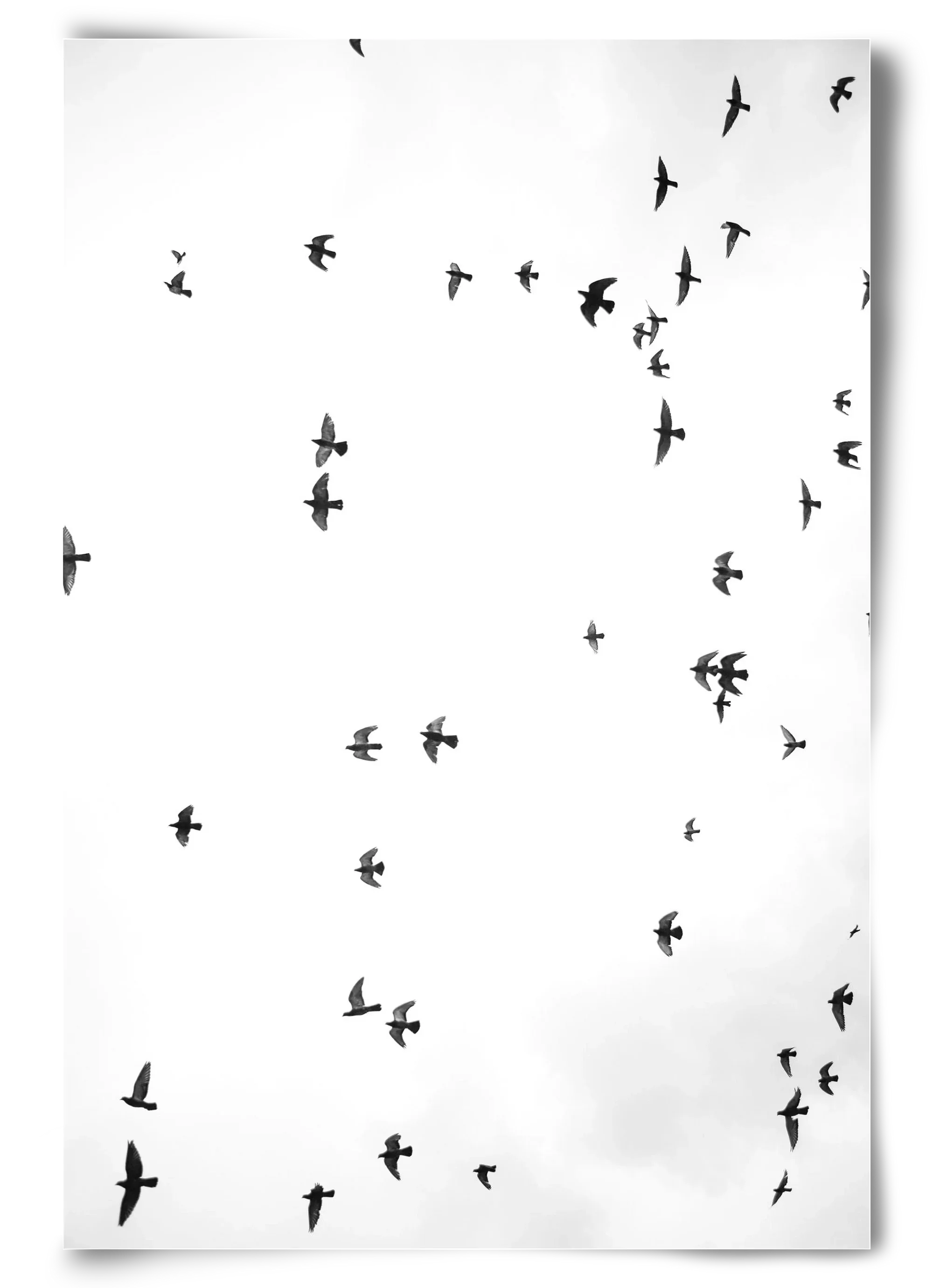 Flight and freedom - artbridge