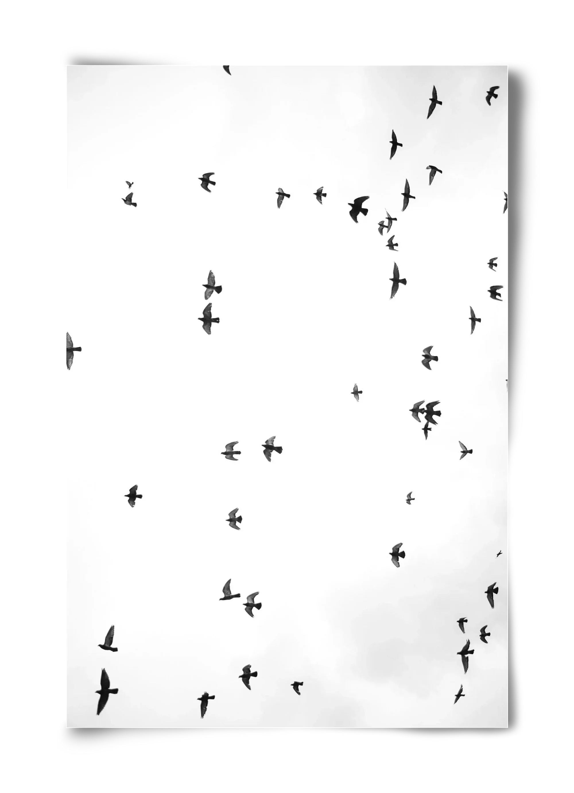 Flight and freedom - artbridge