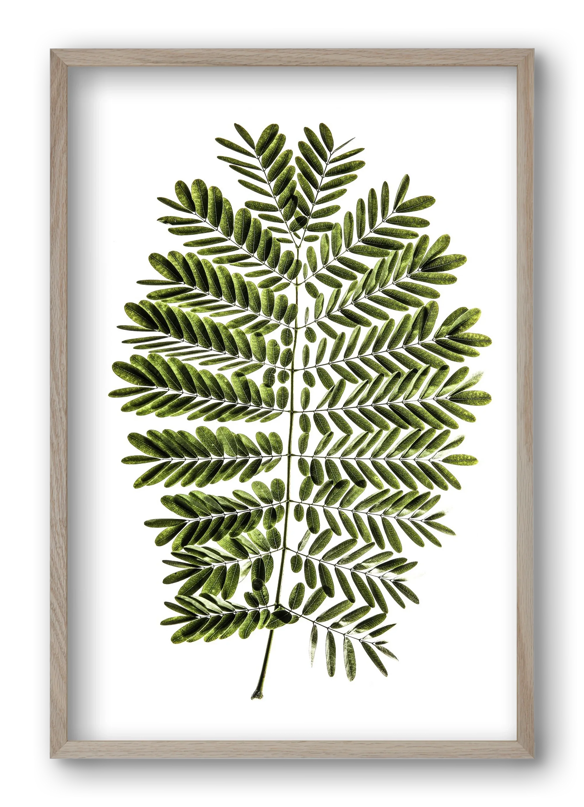 Leaf study - artbridge