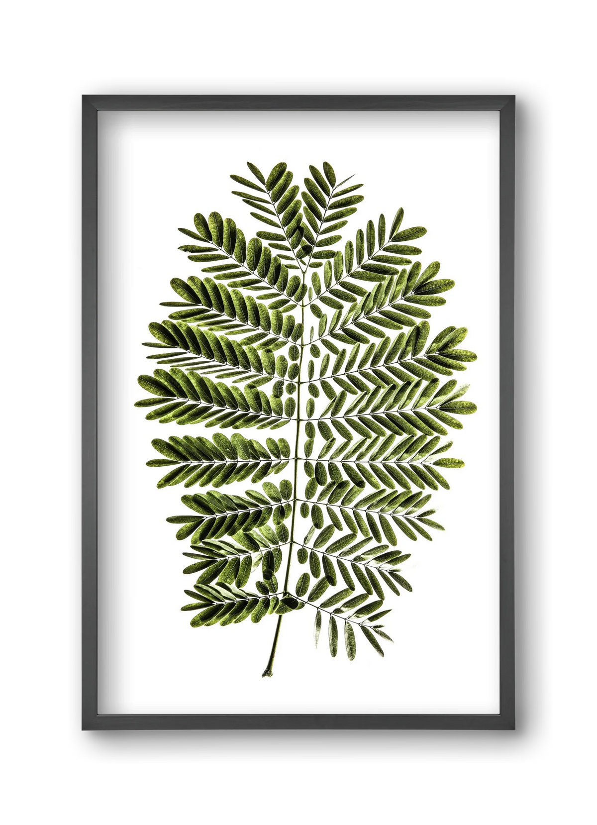 Leaf study - artbridge