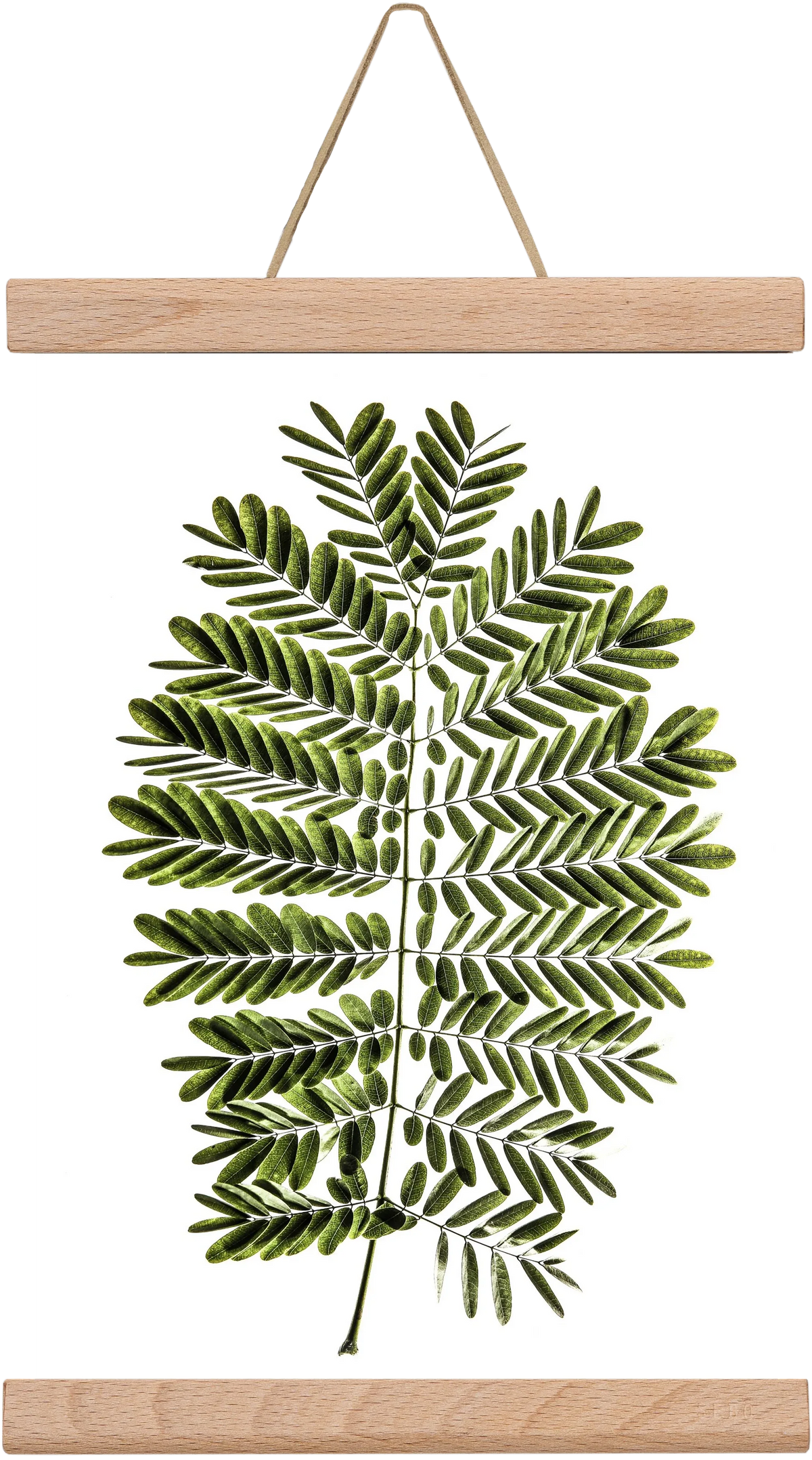Leaf study - artbridge