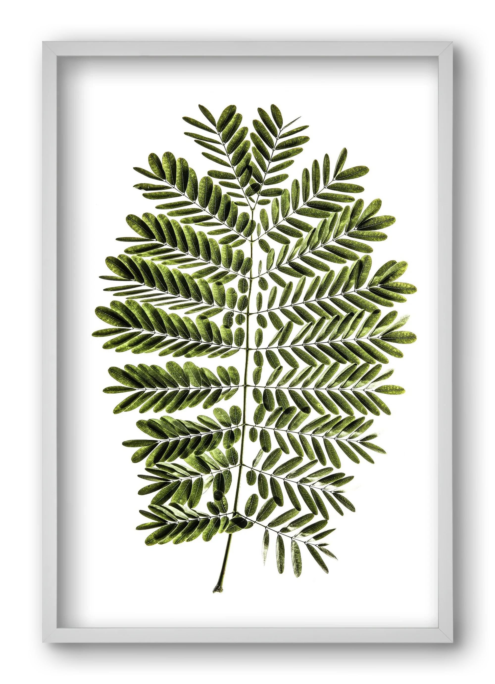 Leaf study - artbridge