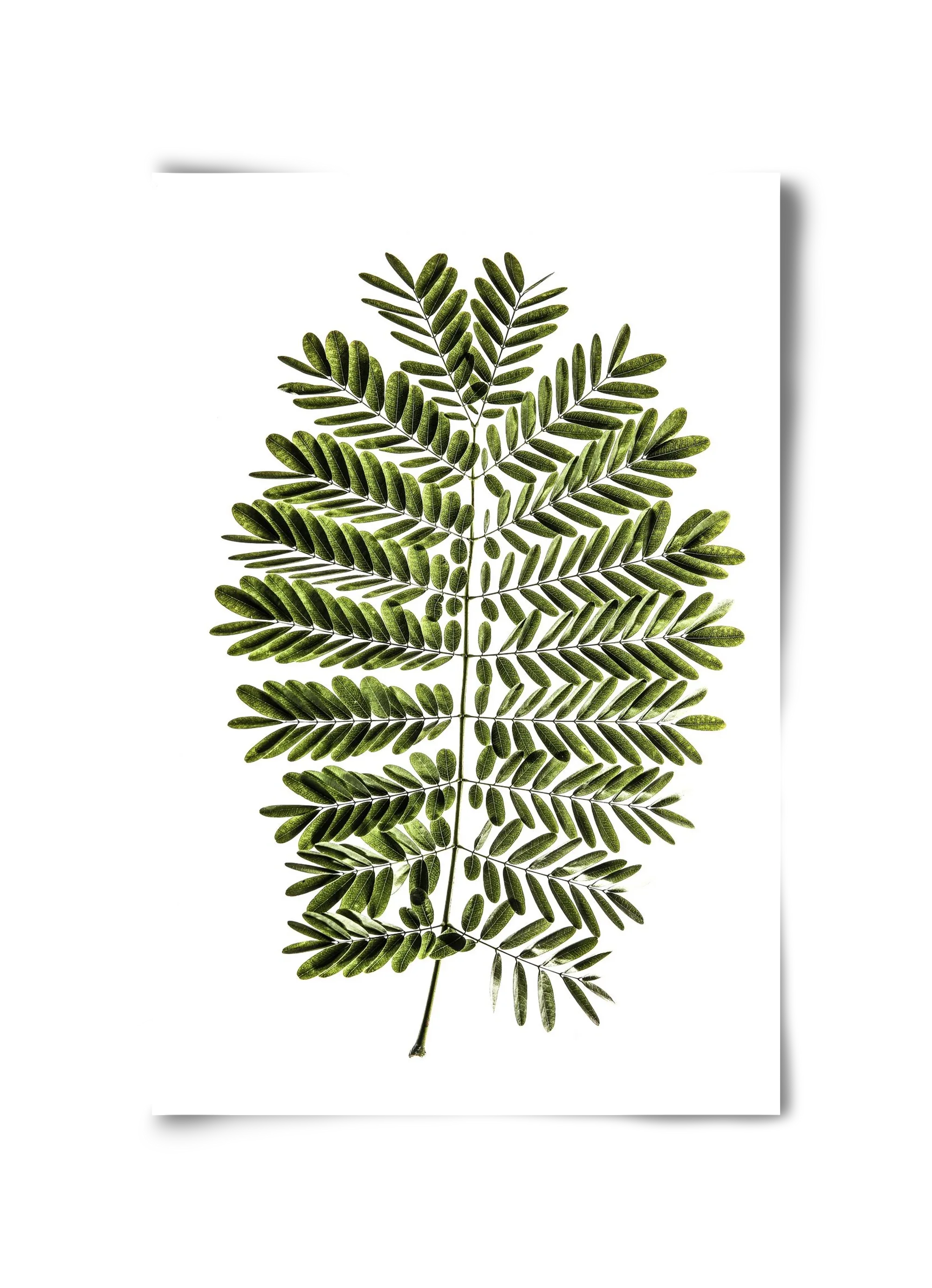 Leaf study - artbridge