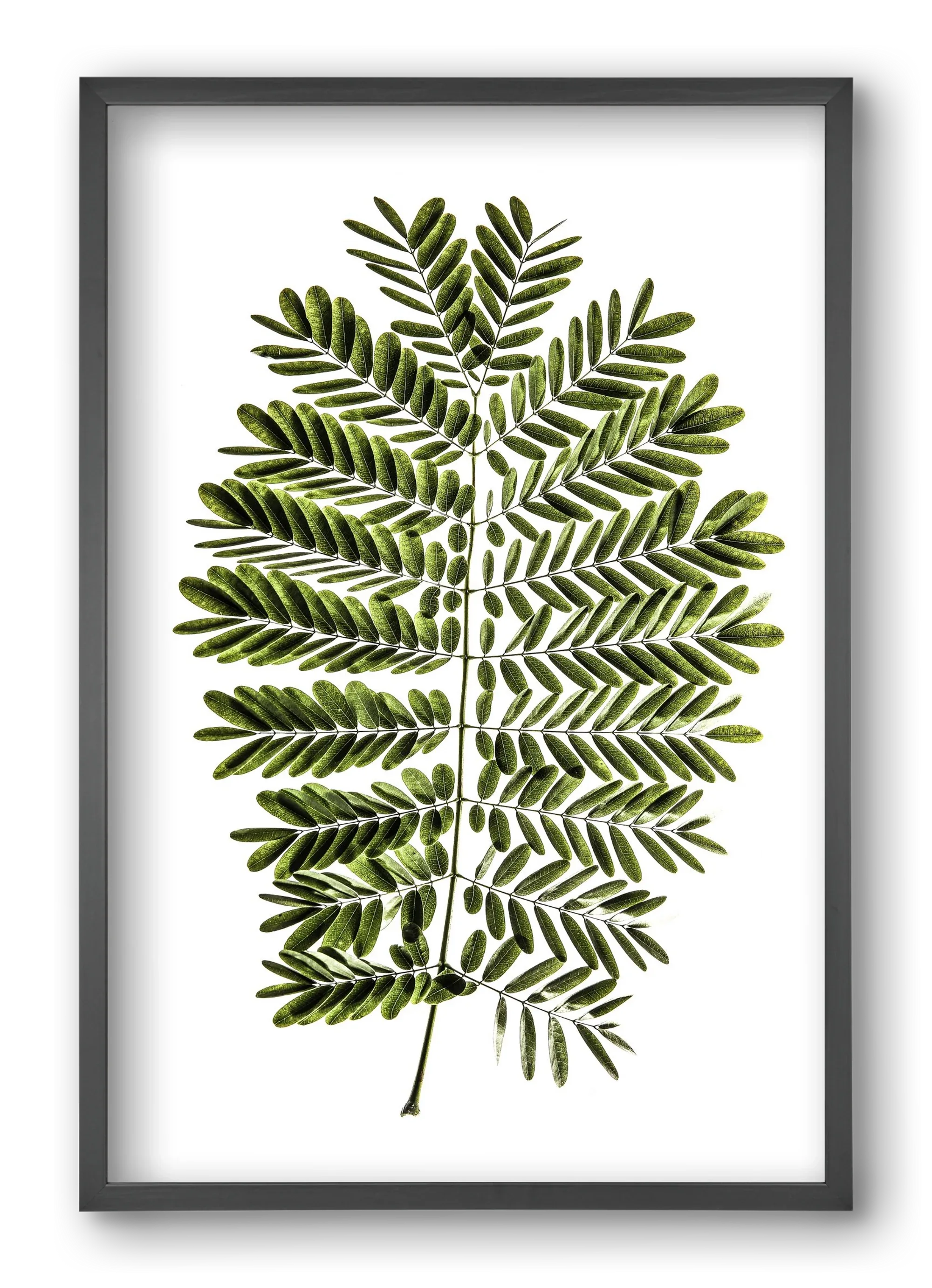 Leaf study - artbridge