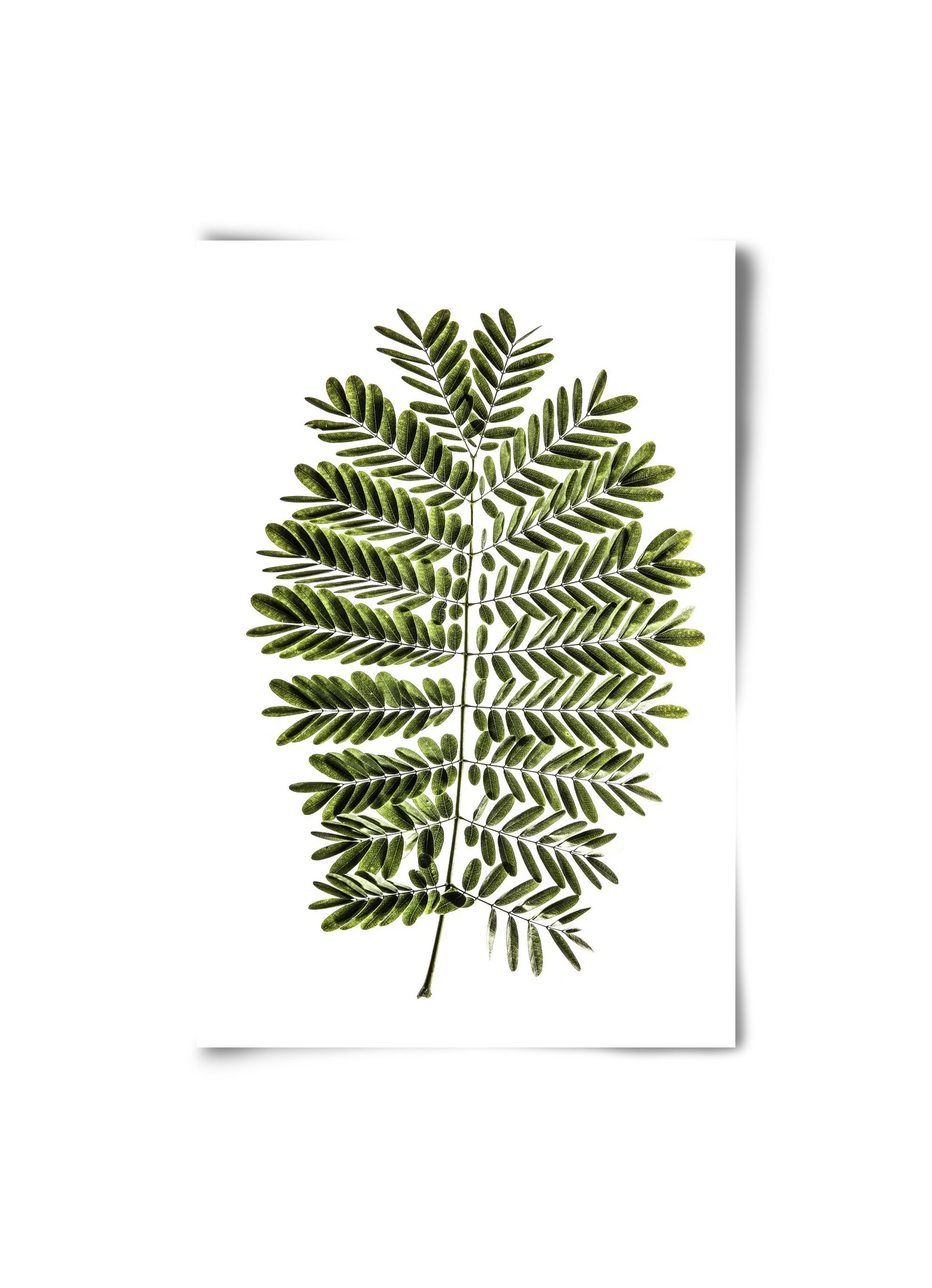 Leaf study - artbridge