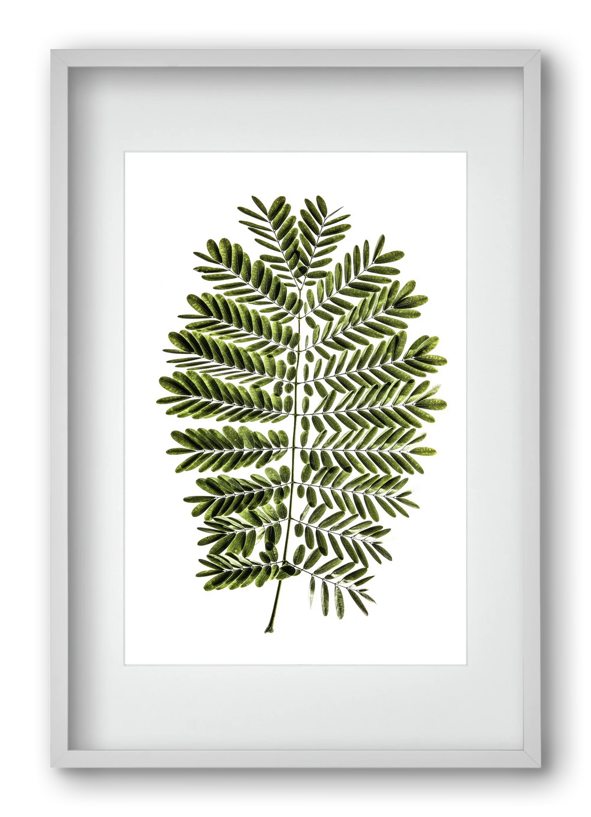 Leaf study - artbridge