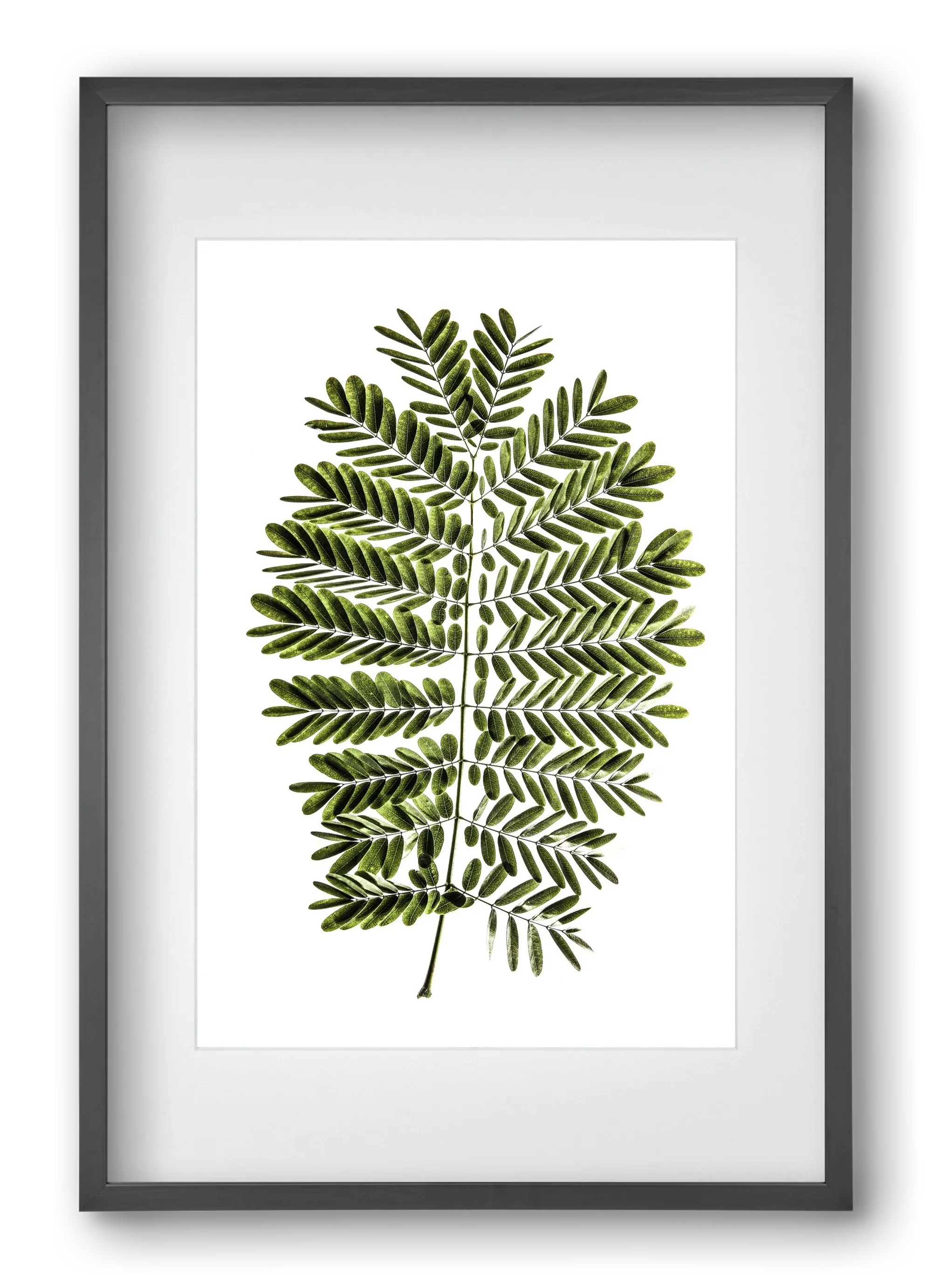 Leaf study - artbridge