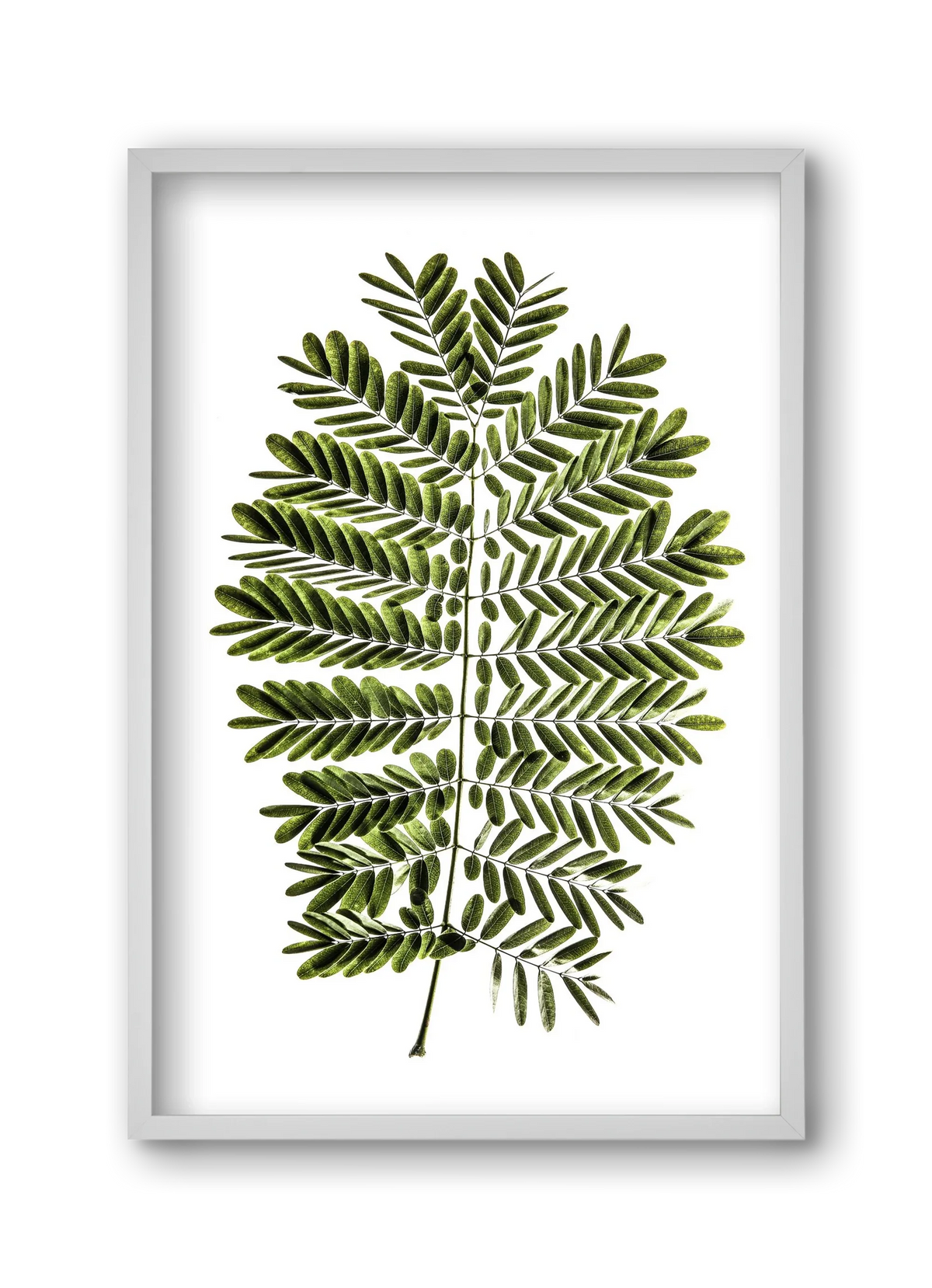 Leaf study - artbridge