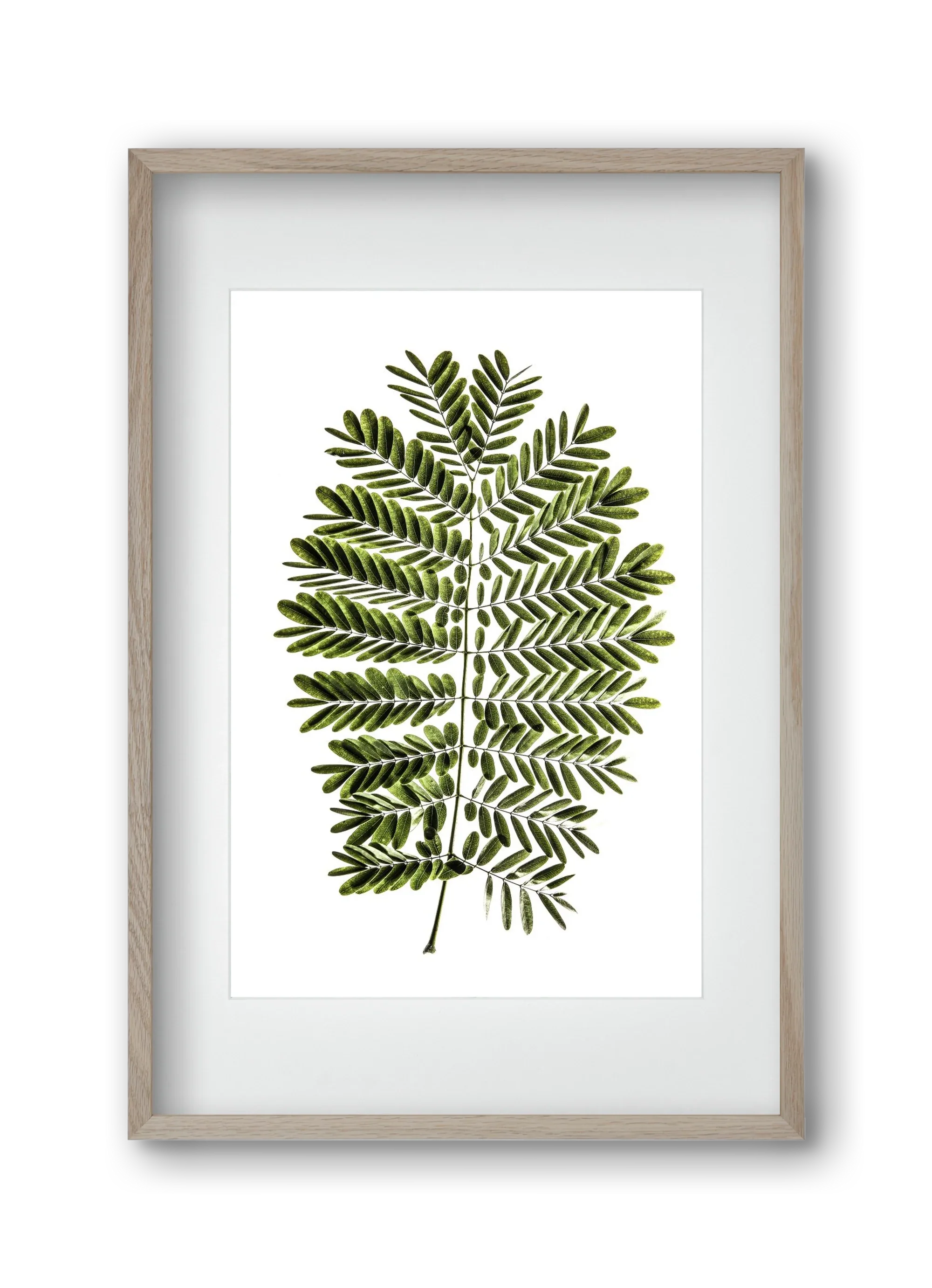 Leaf study - artbridge