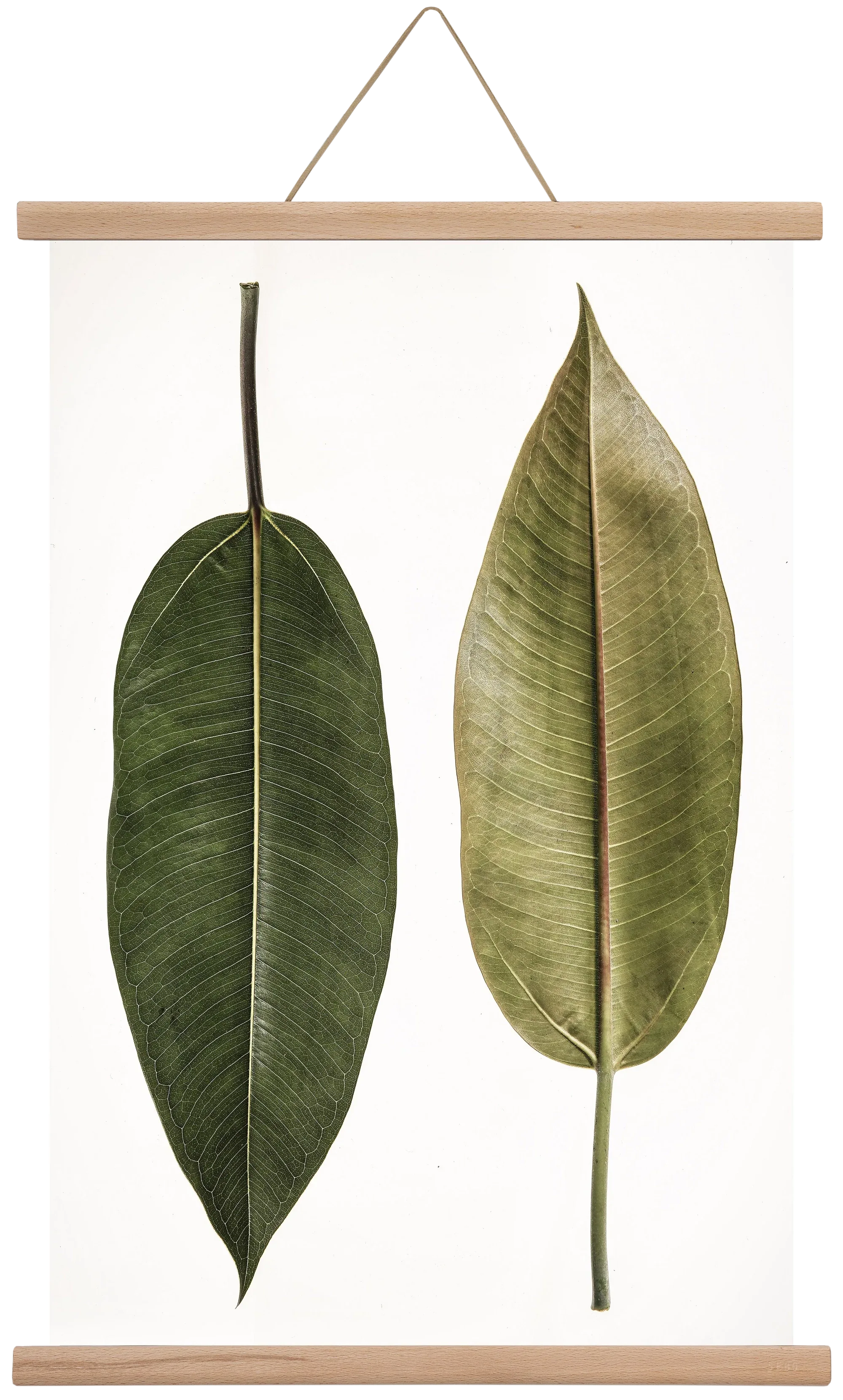 Leaf study II. - artbridge