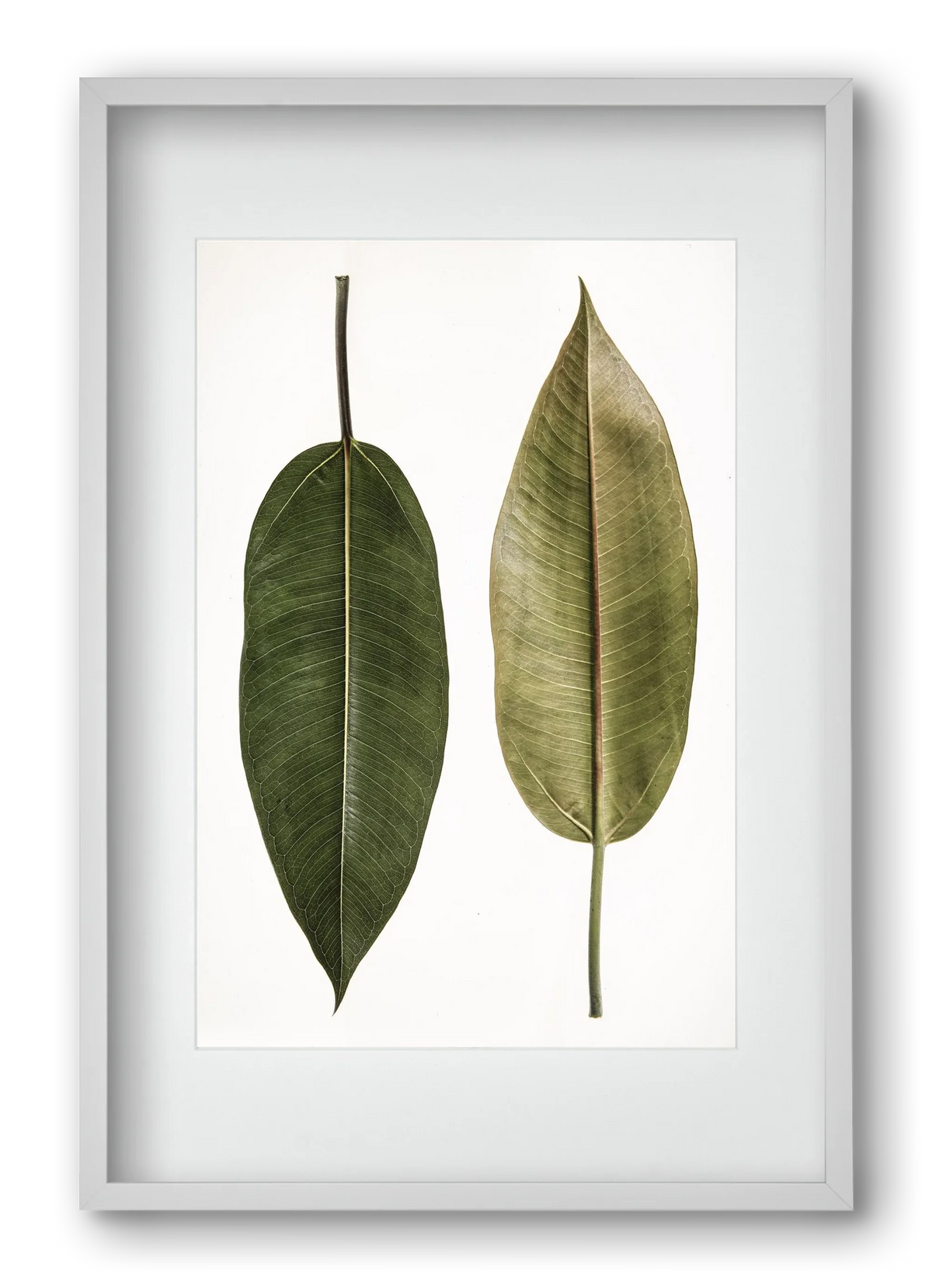 Leaf study II. - artbridge