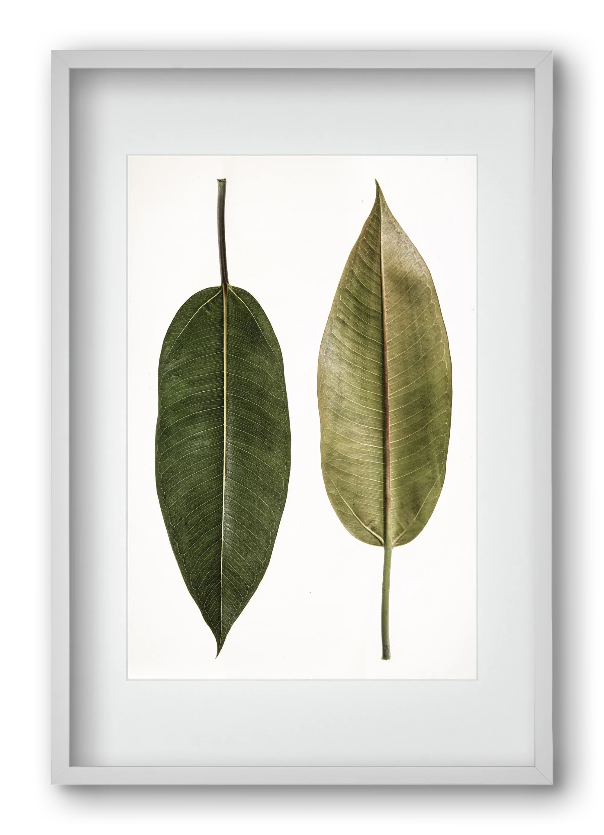 Leaf study II. - artbridge