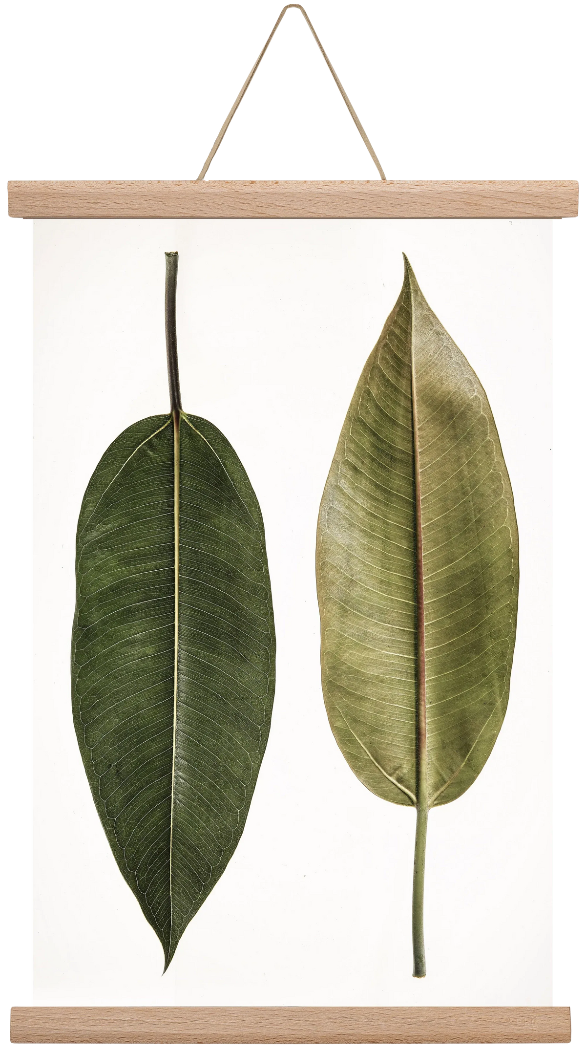 Leaf study II. - artbridge