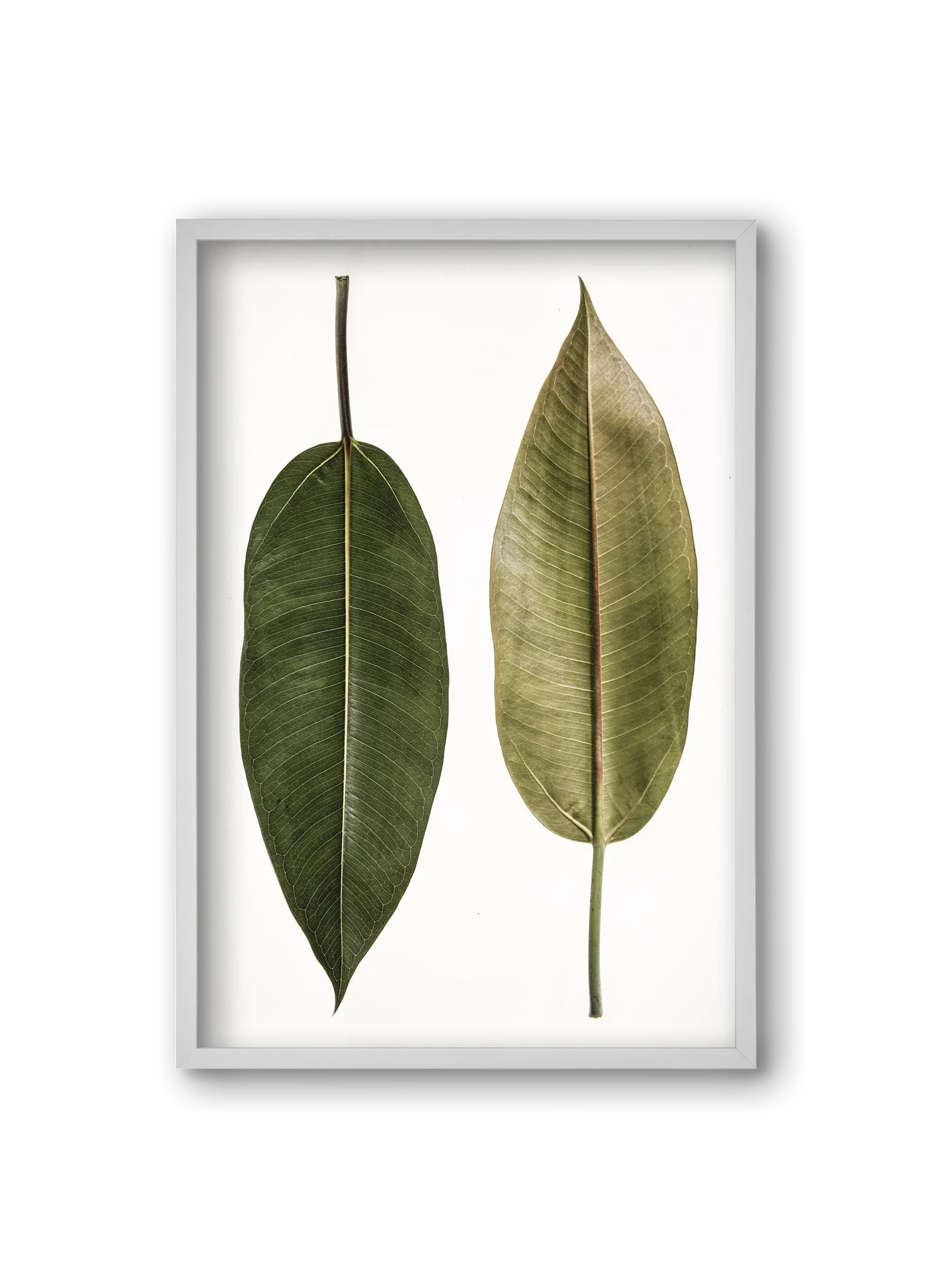 Leaf study II. - artbridge