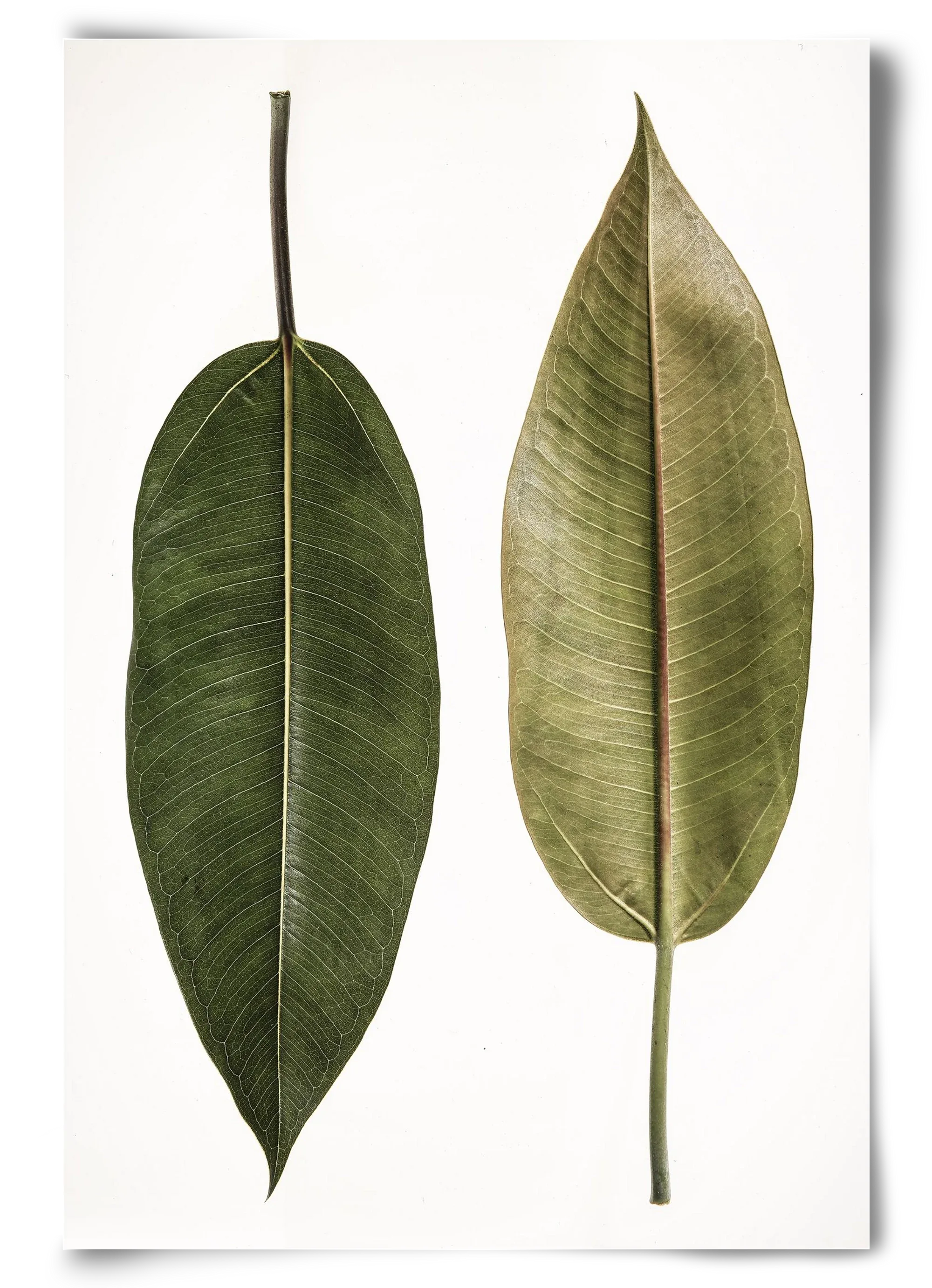 Leaf study II. - artbridge