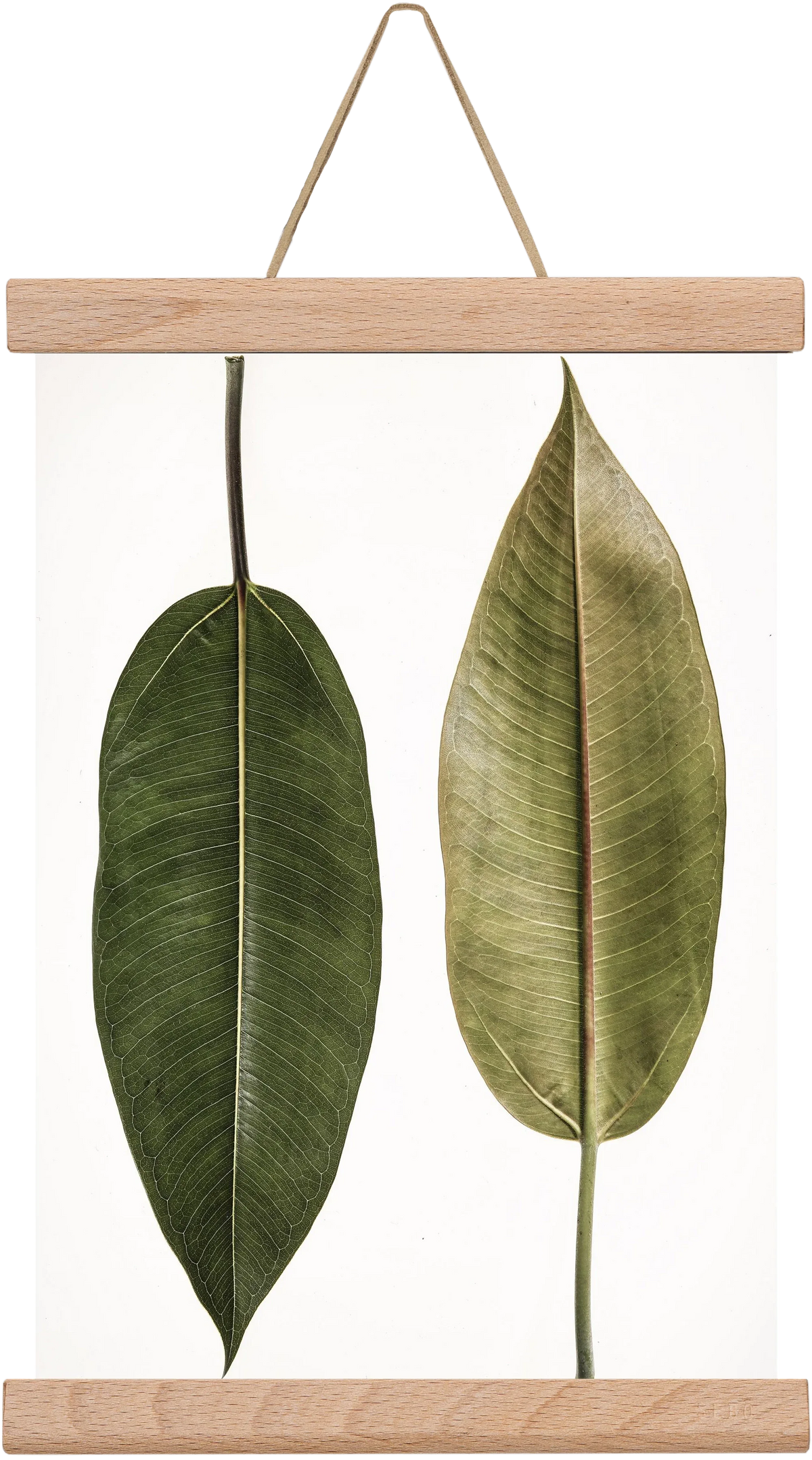 Leaf study II. - artbridge