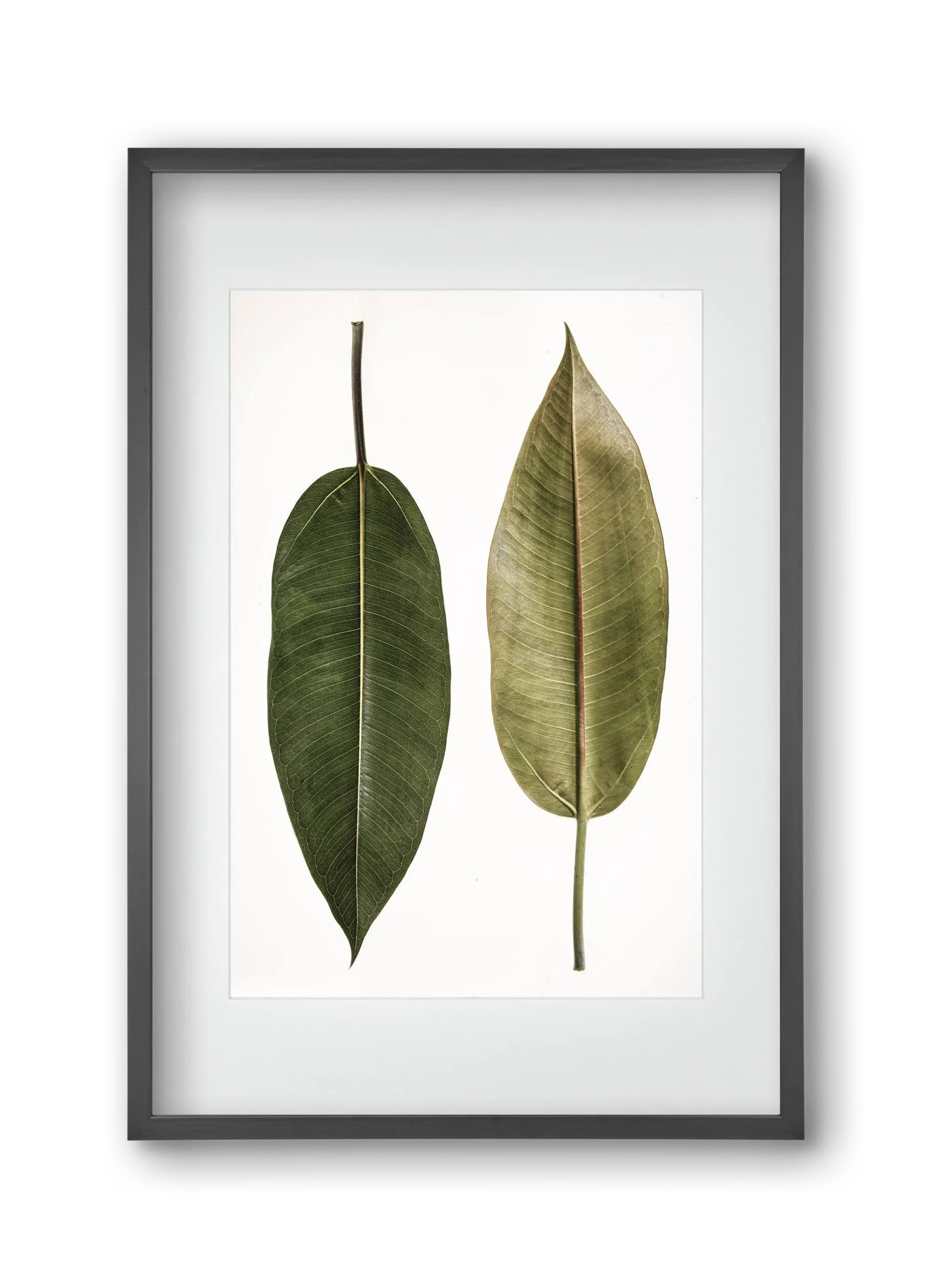 Leaf study II. - artbridge