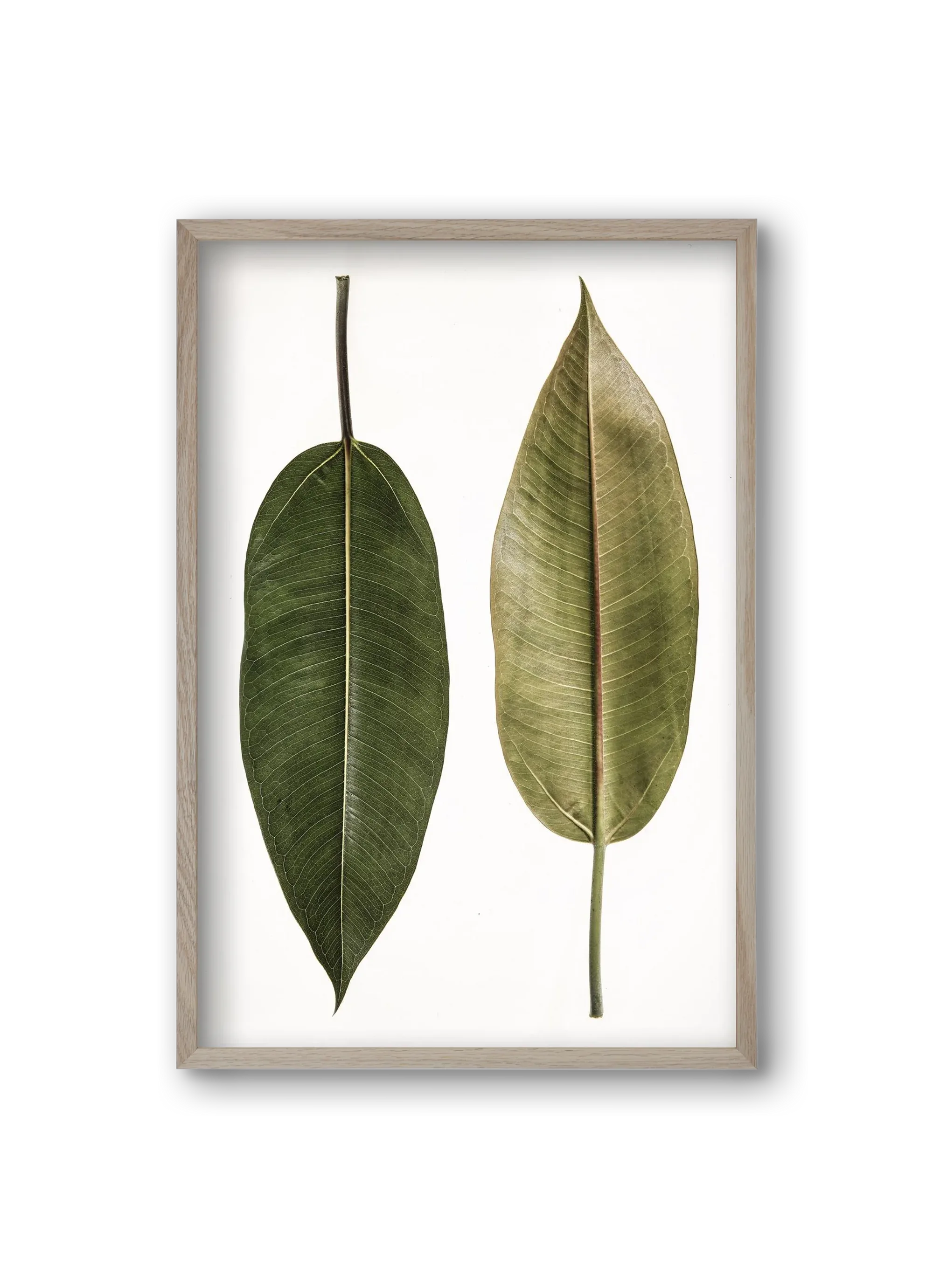 Leaf study II. - artbridge