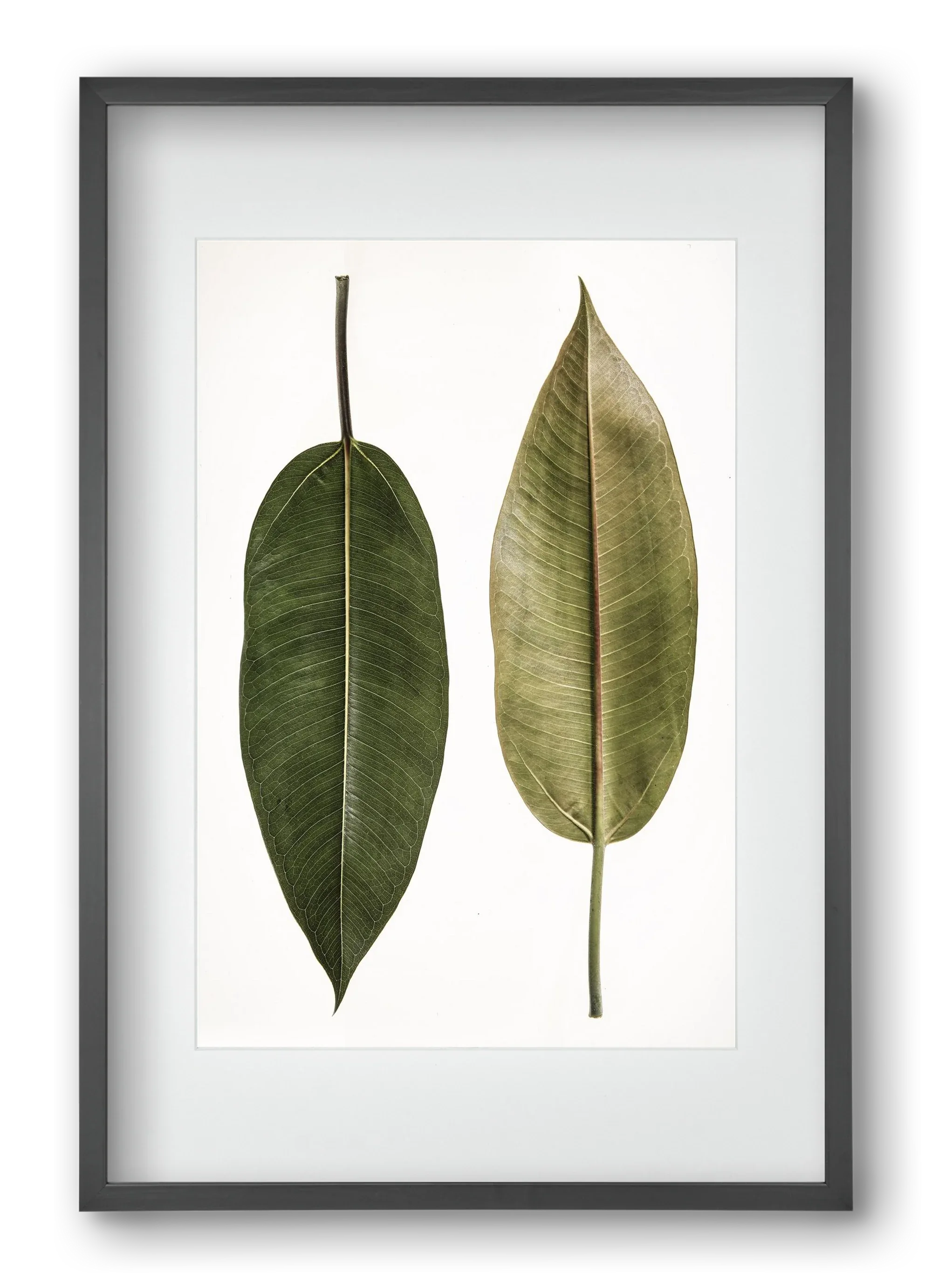 Leaf study II. - artbridge
