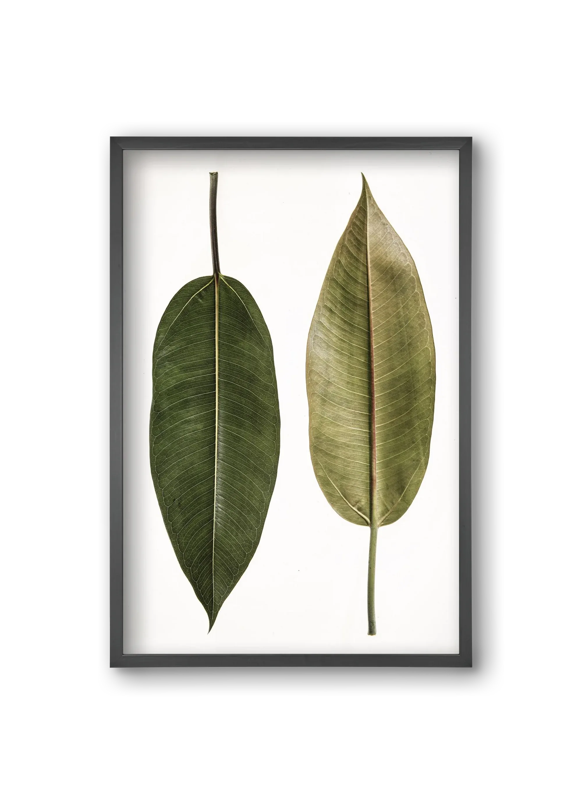 Leaf study II. - artbridge