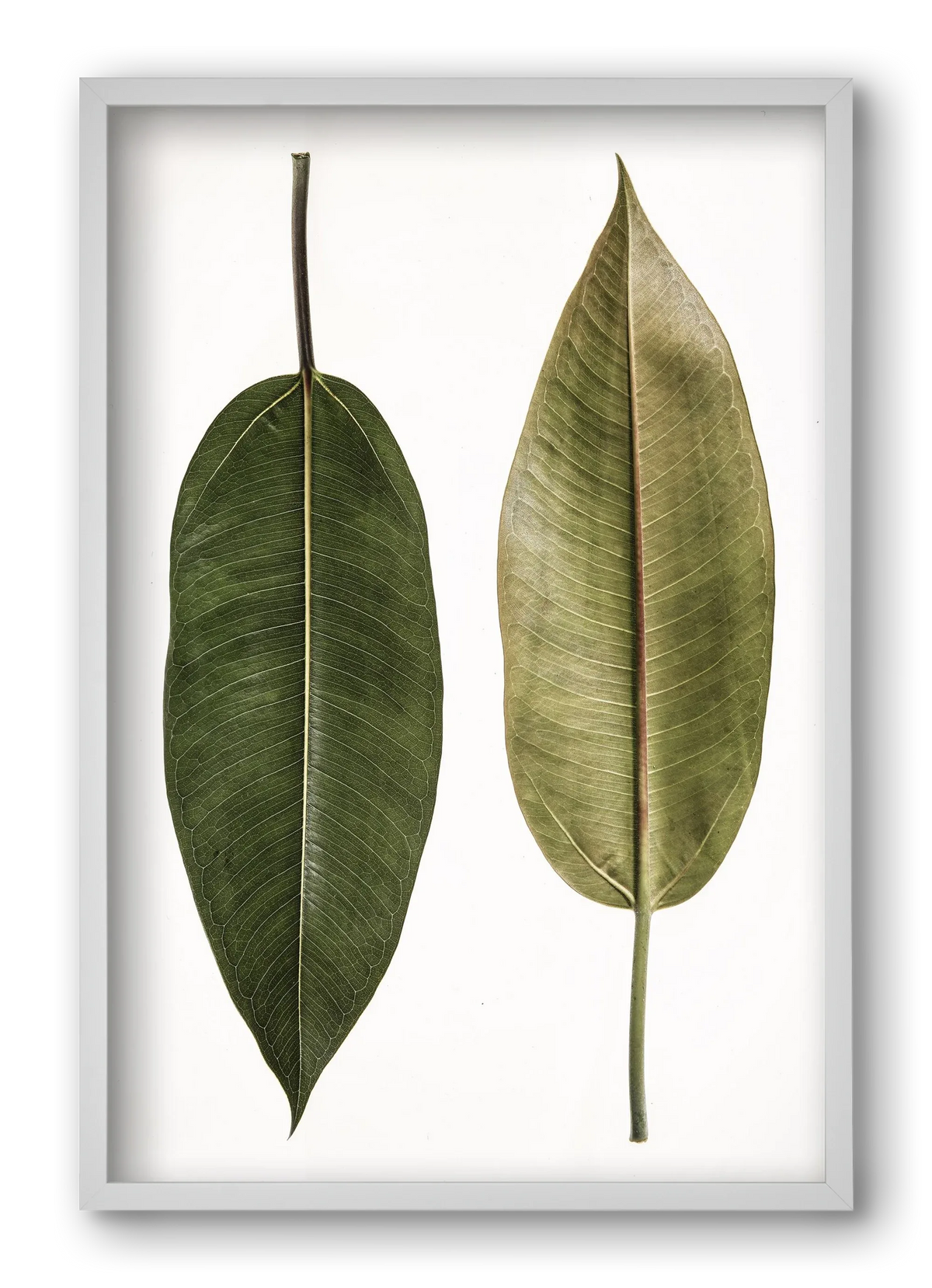 Leaf study II. - artbridge