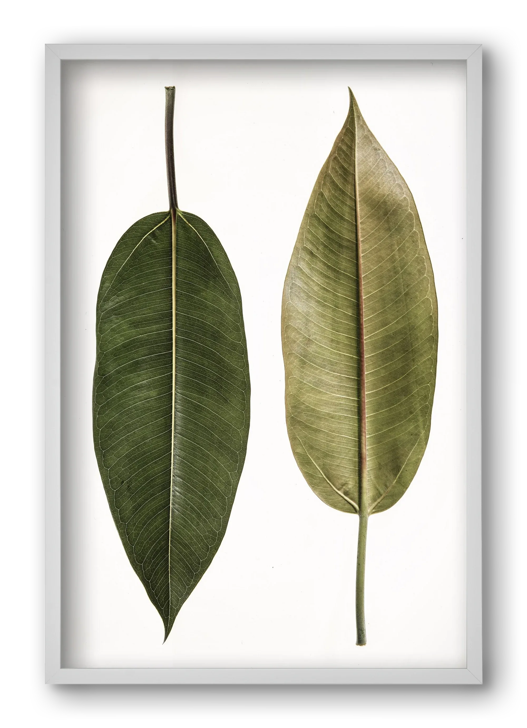 Leaf study II. - artbridge