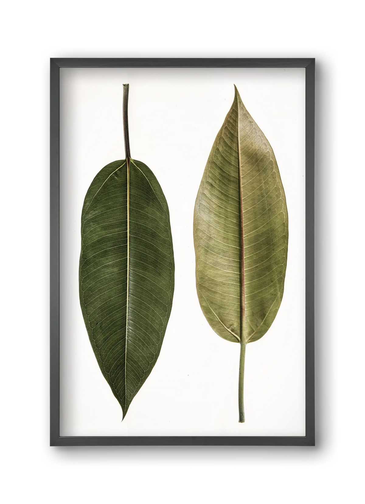 Leaf study II. - artbridge