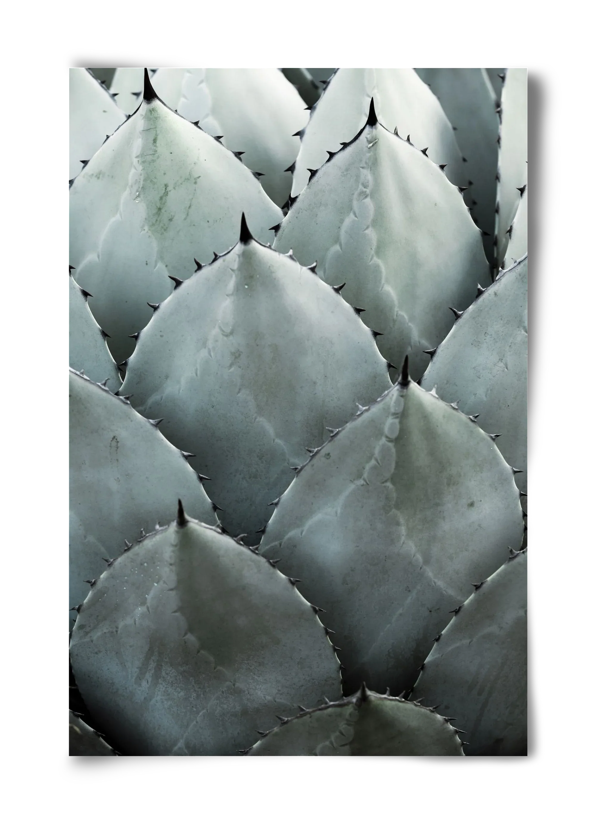 My mint moment - artbridge