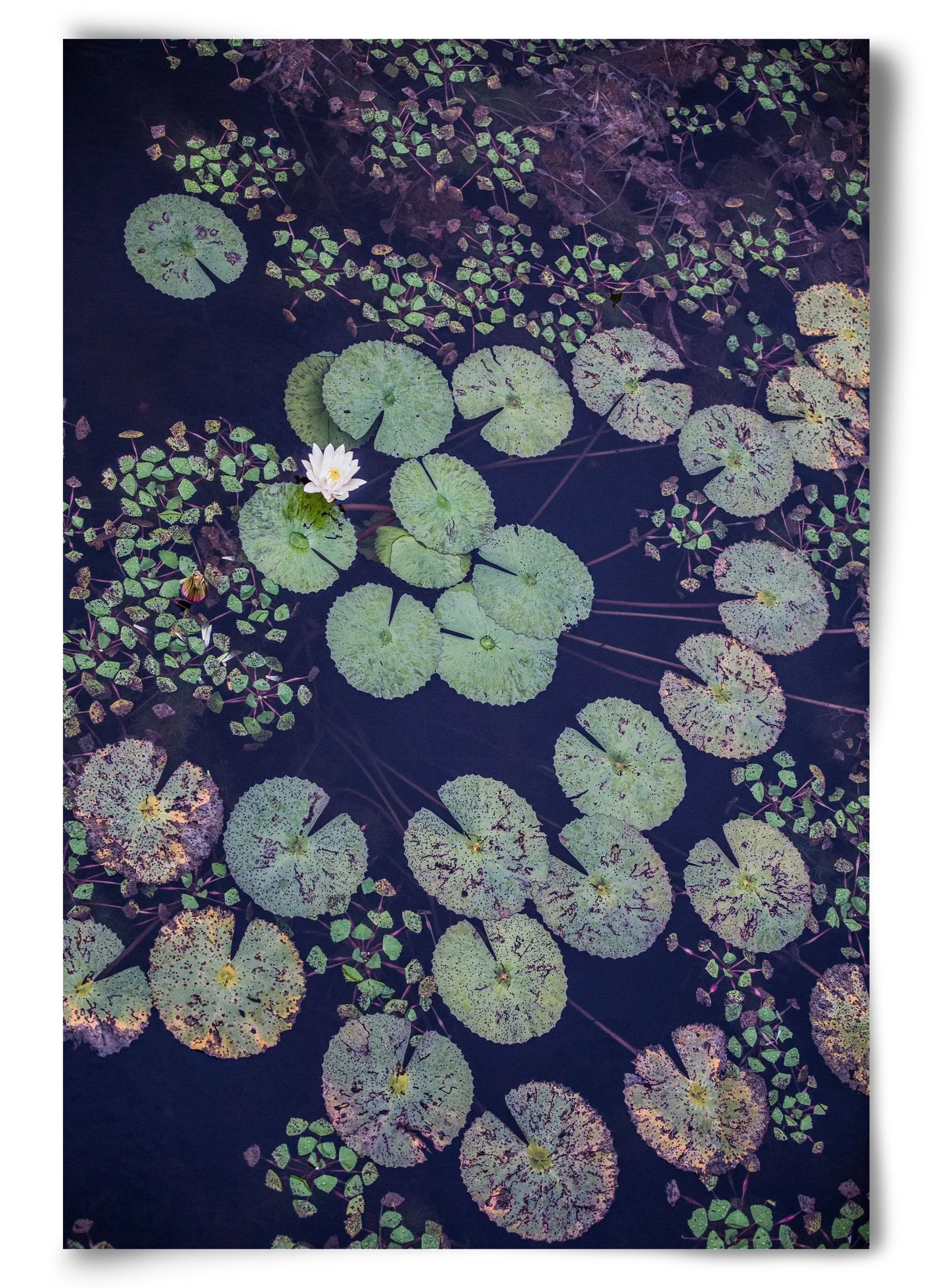 Okovango - artbridge