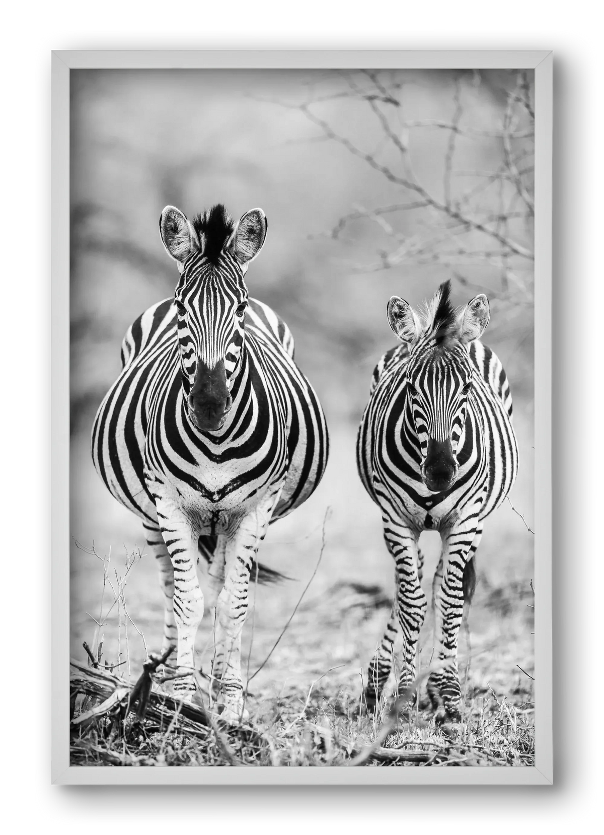 Striped horse - artbridge