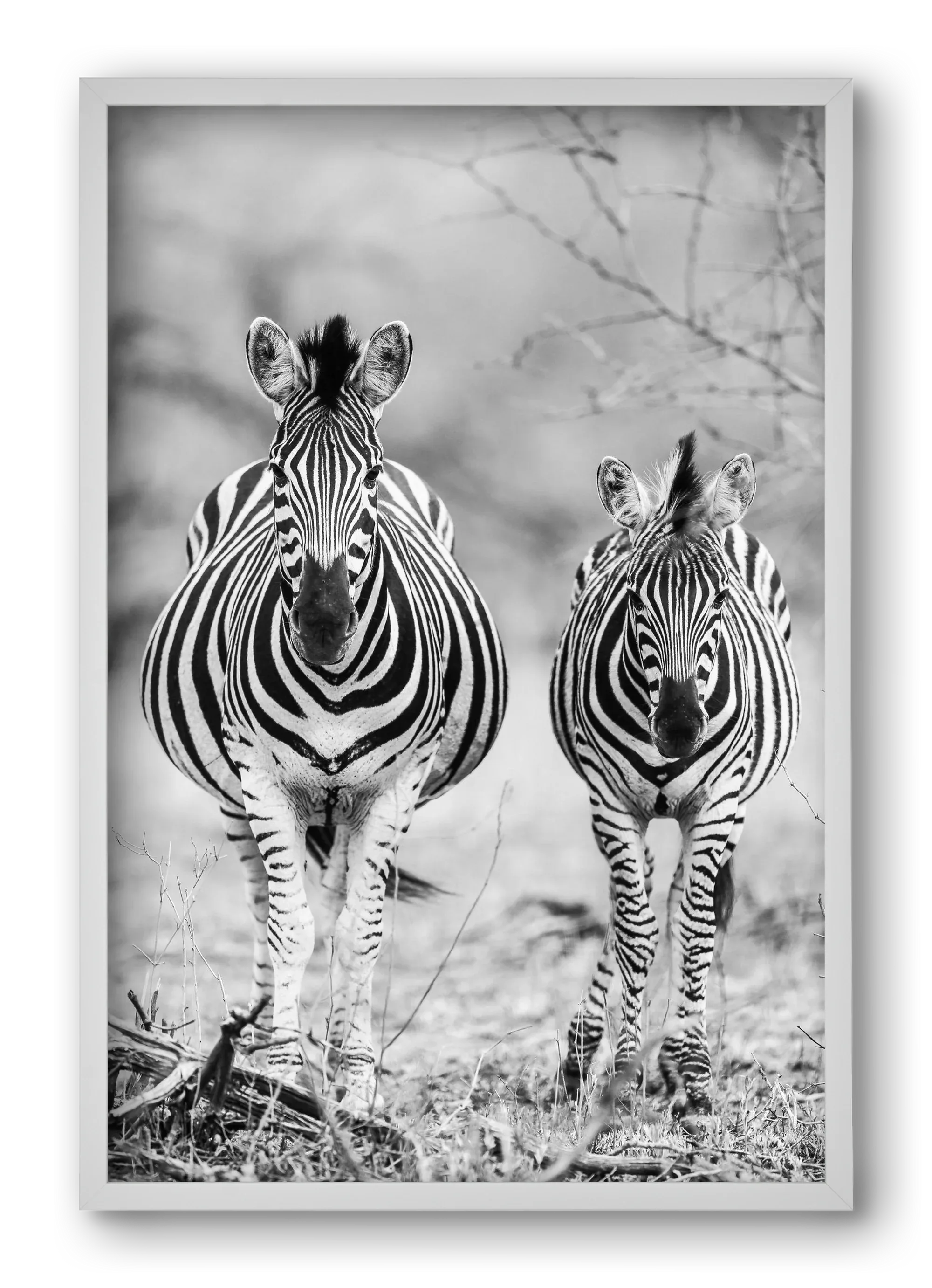 Striped horse - artbridge