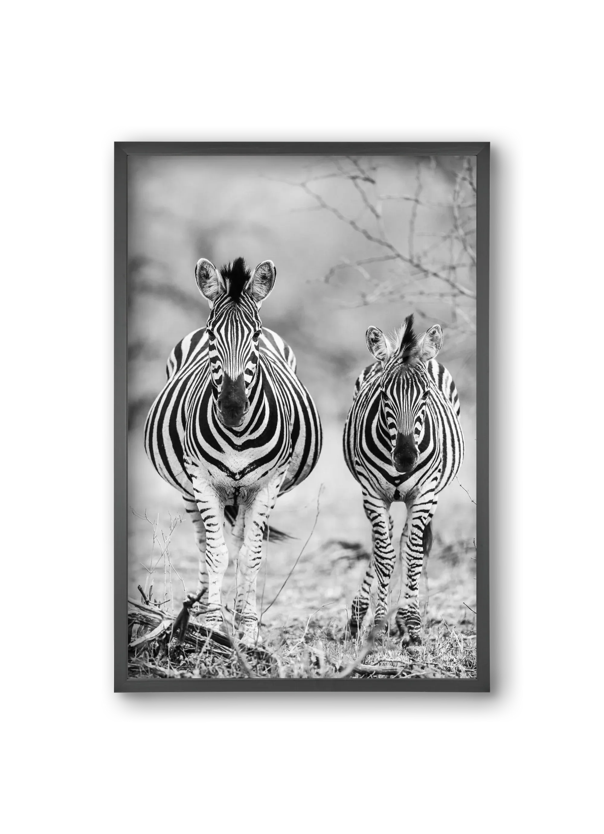Striped horse - artbridge