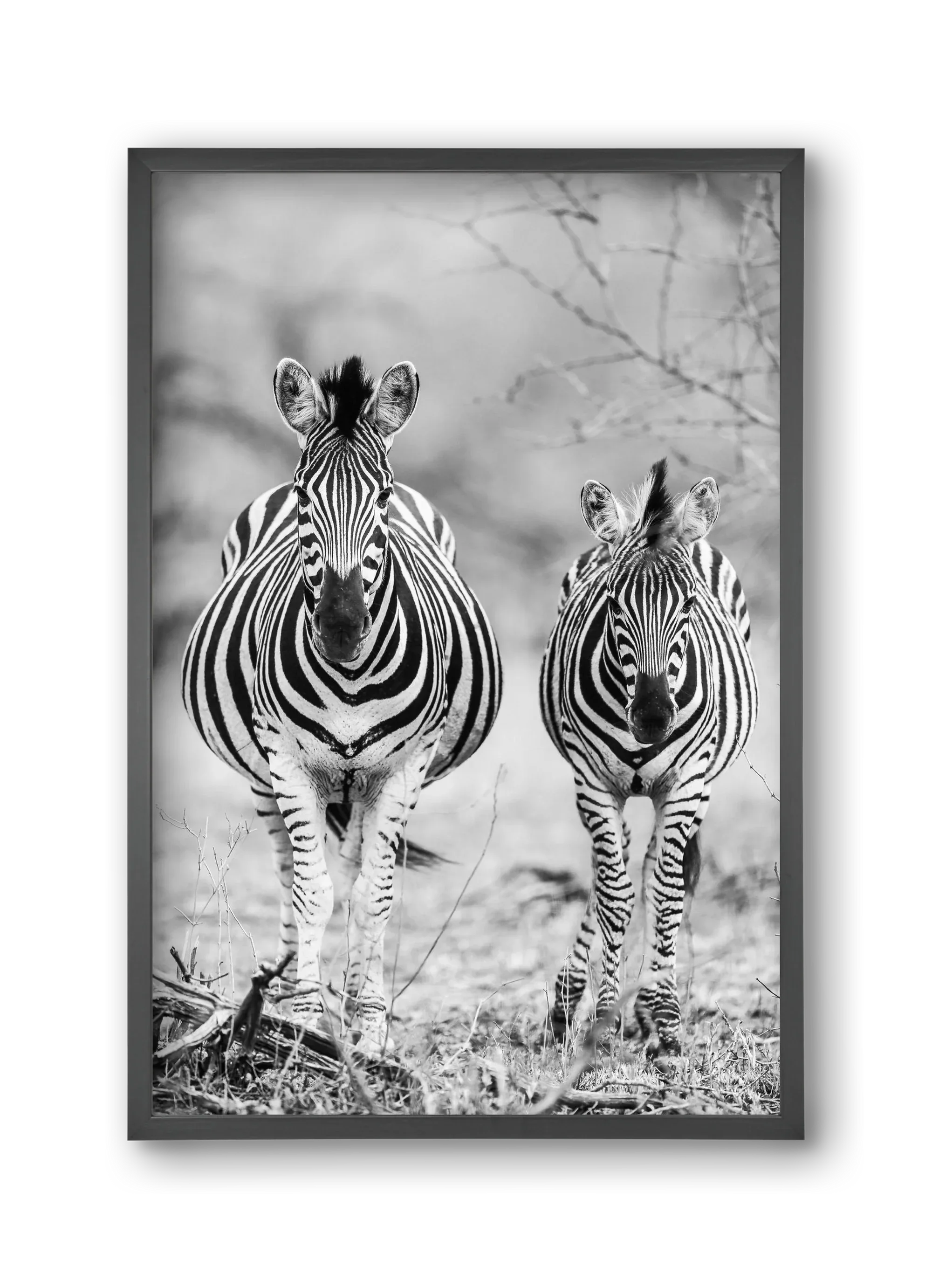 Striped horse - artbridge