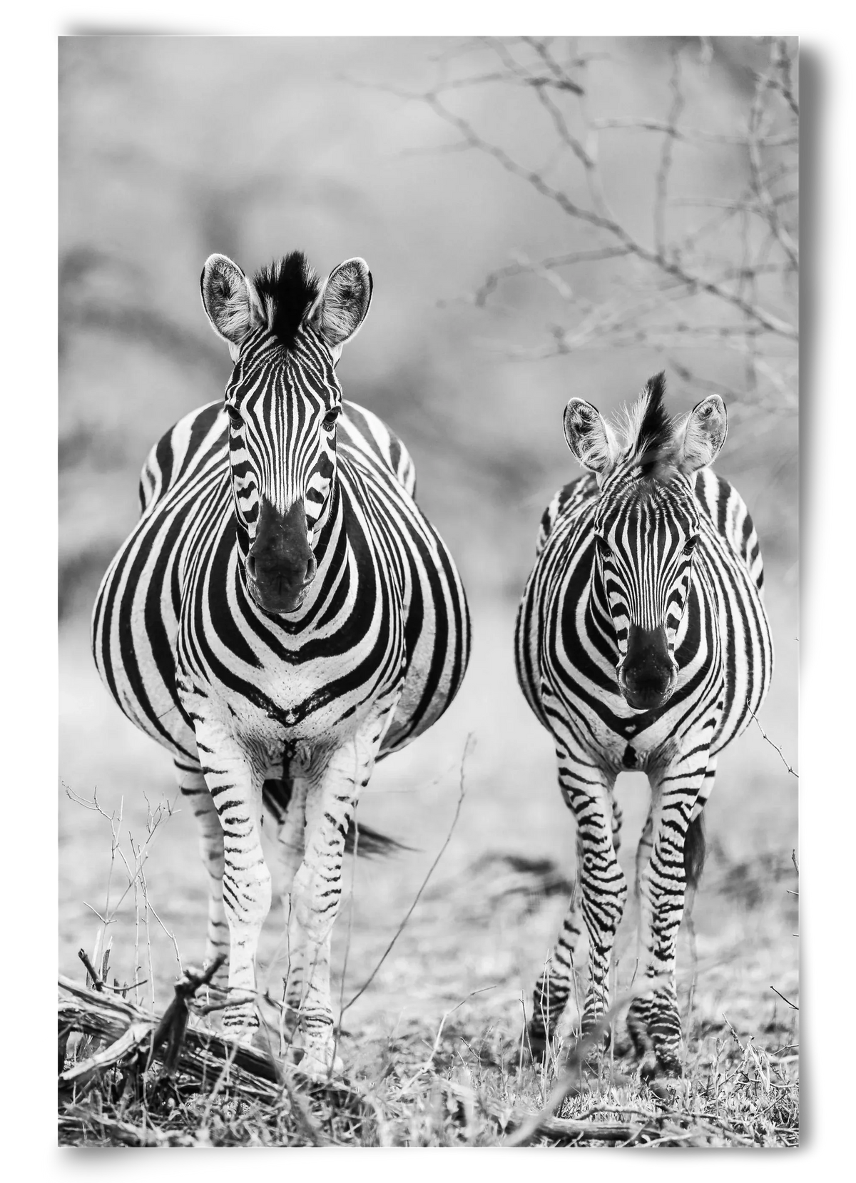 Striped horse - artbridge