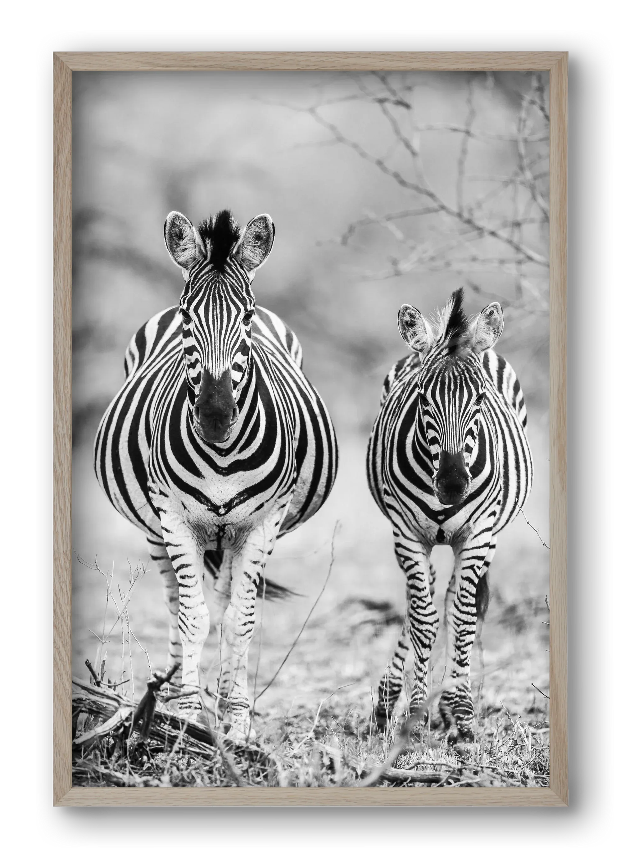 Striped horse - artbridge