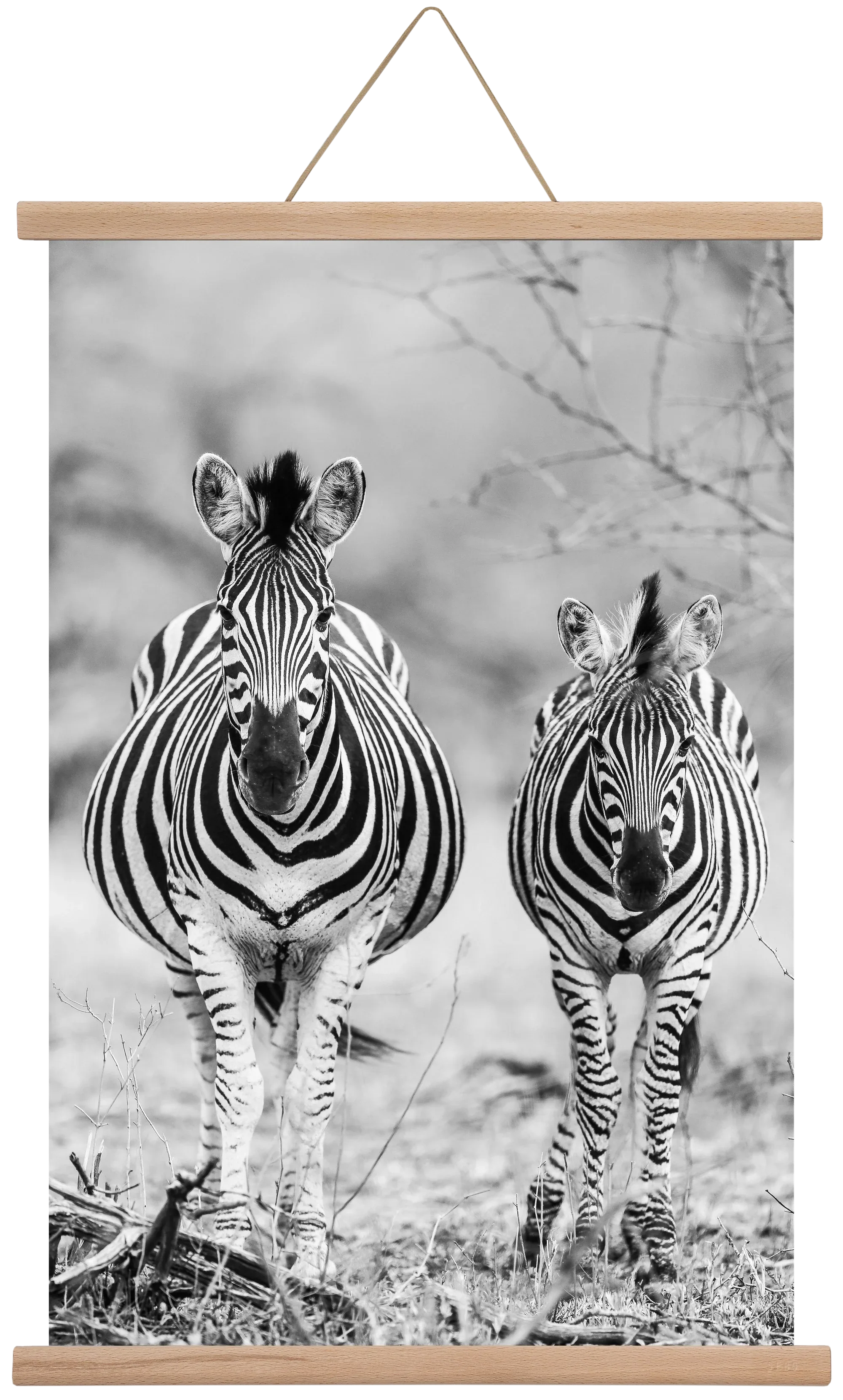 Striped horse - artbridge