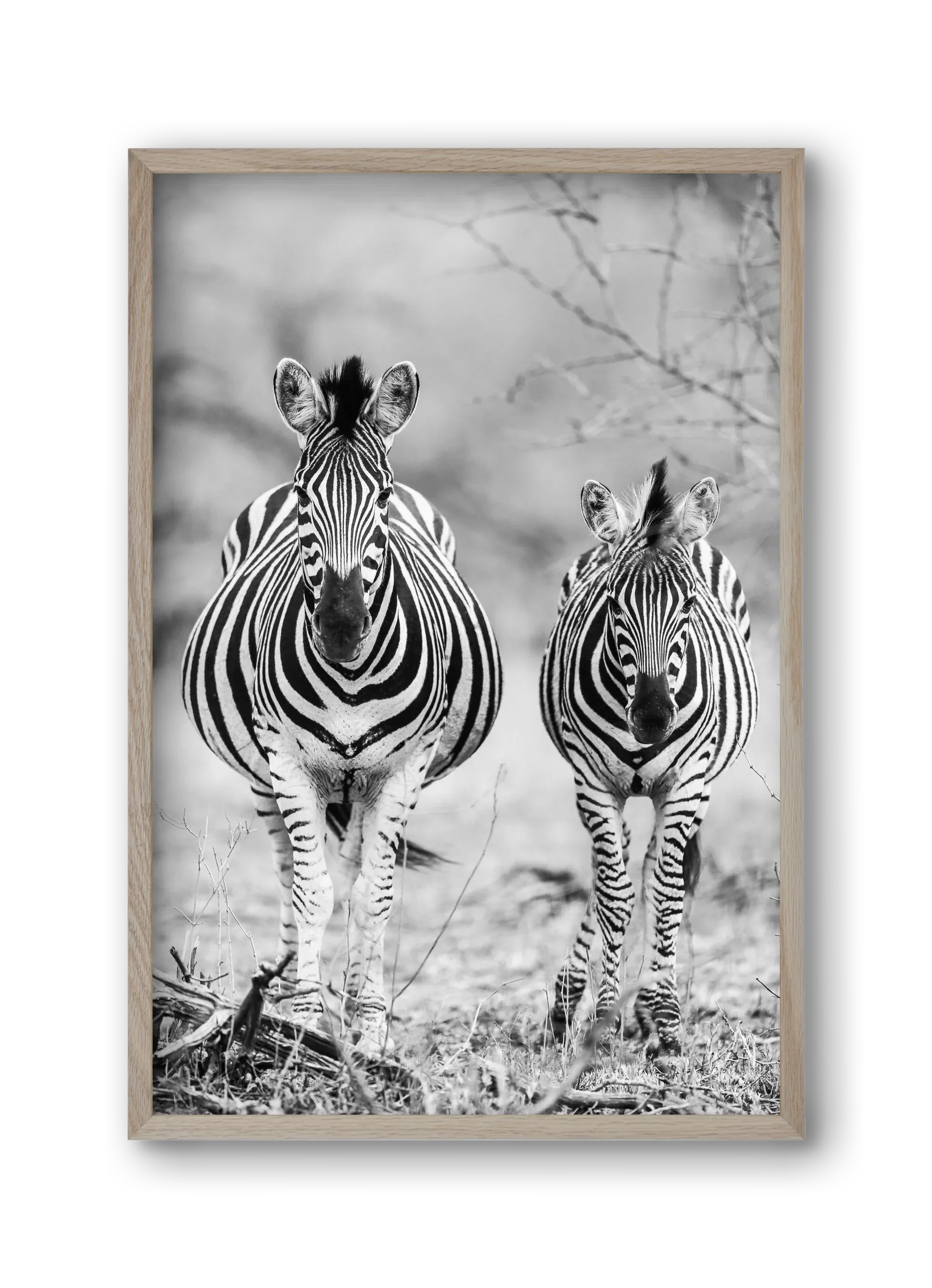 Striped horse - artbridge