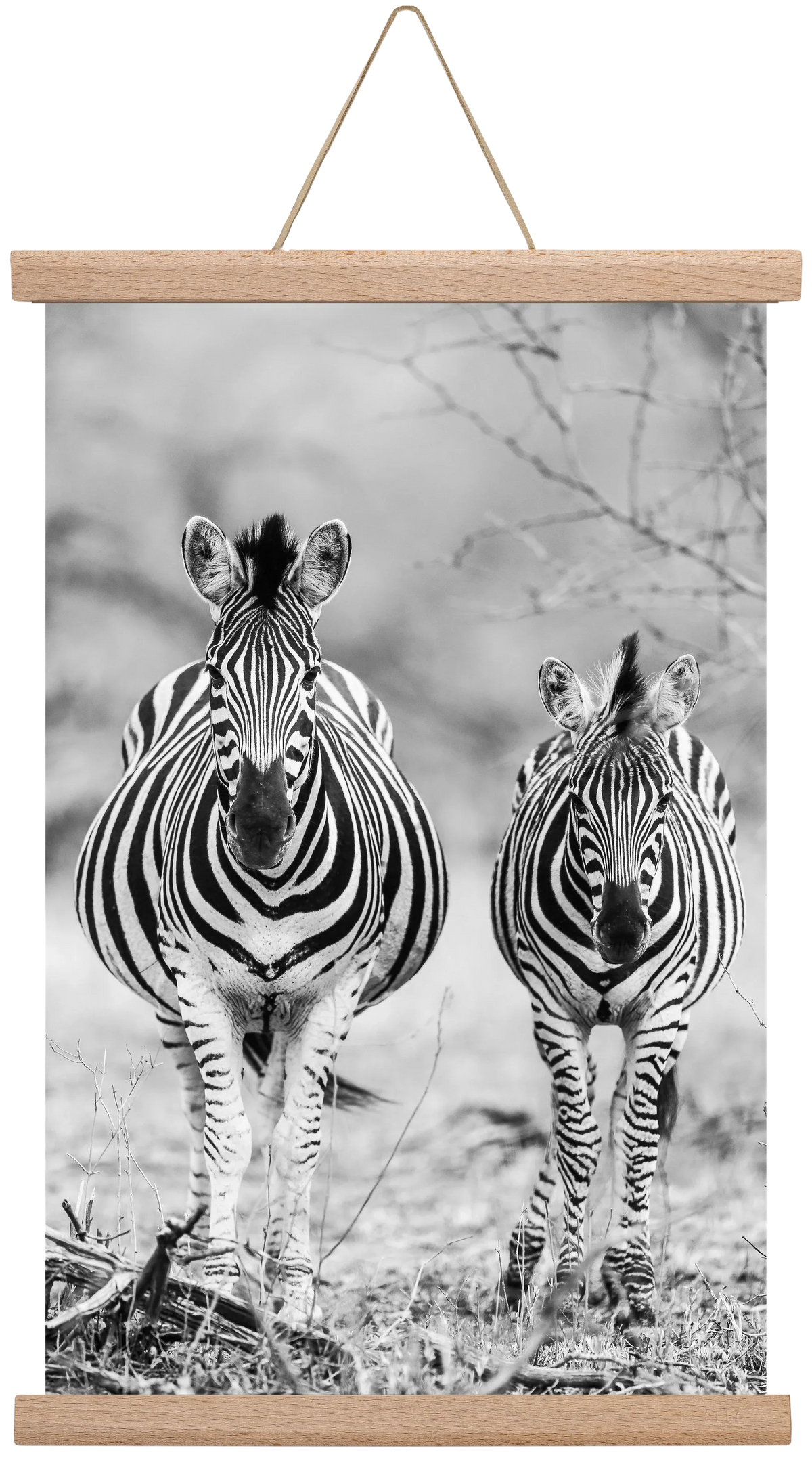 Striped horse - artbridge