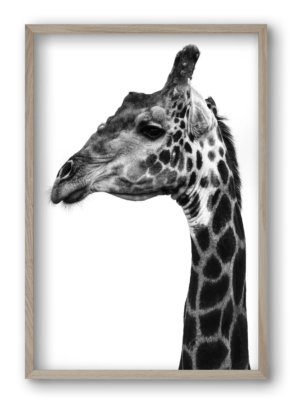 Super safari - artbridge