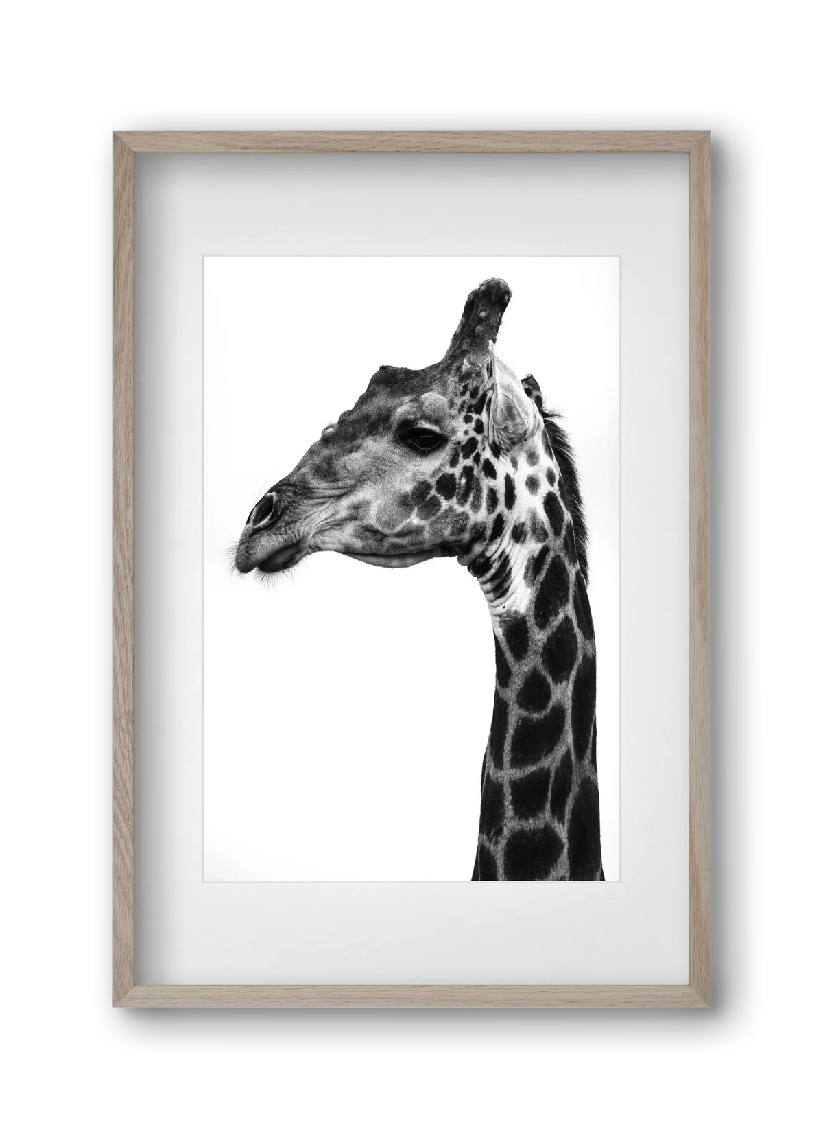 Super safari - artbridge