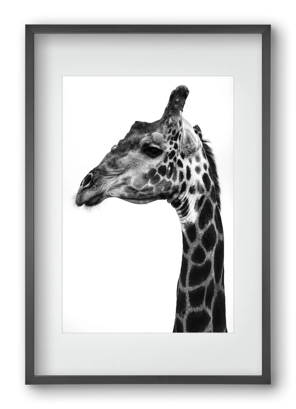 Super safari - artbridge
