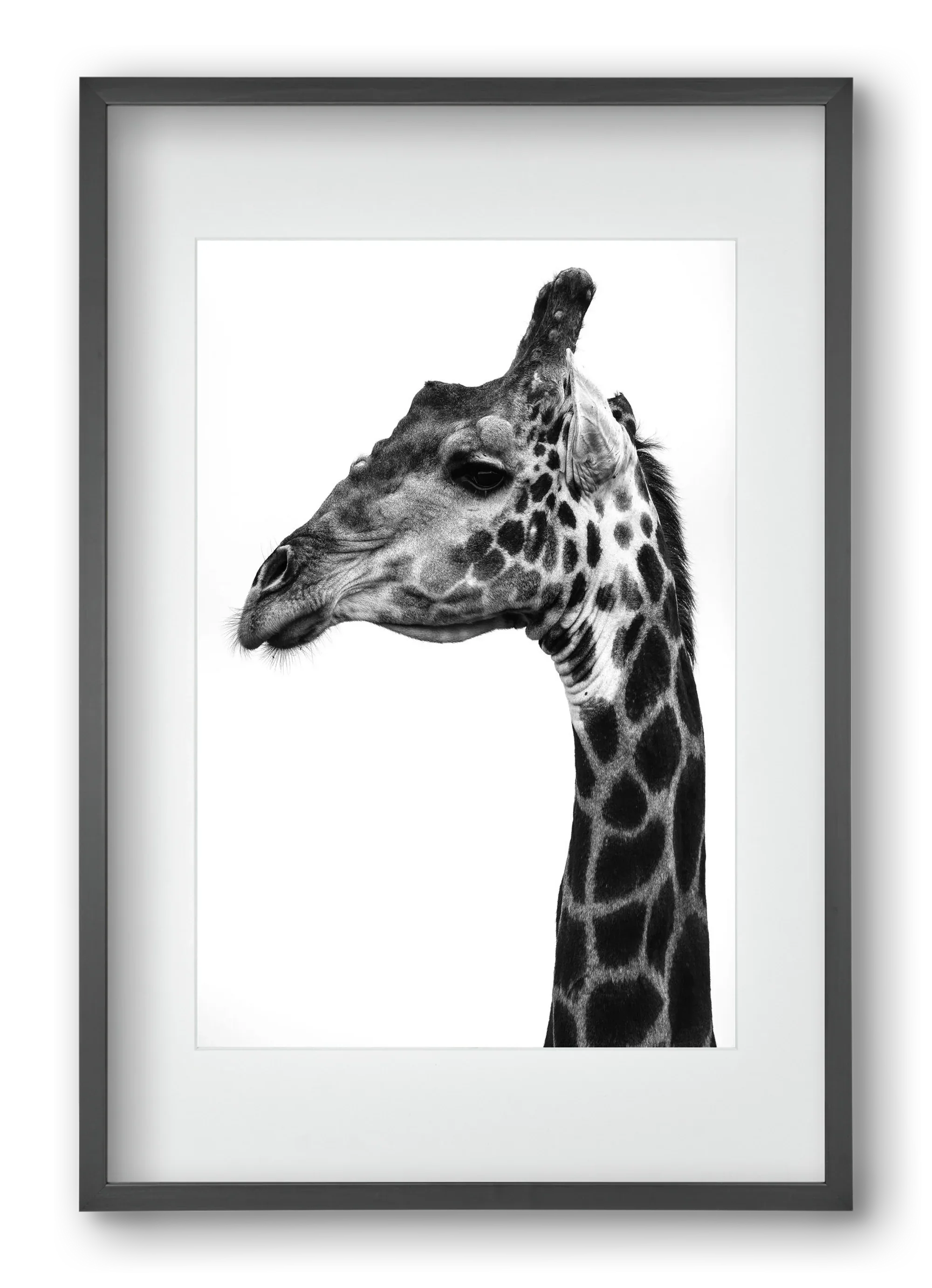 Super safari - artbridge