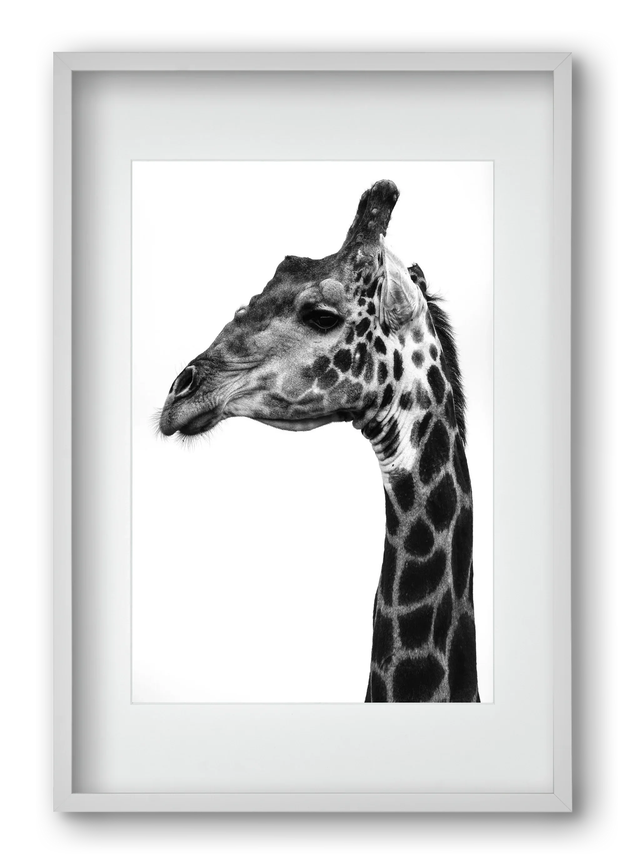 Super safari - artbridge
