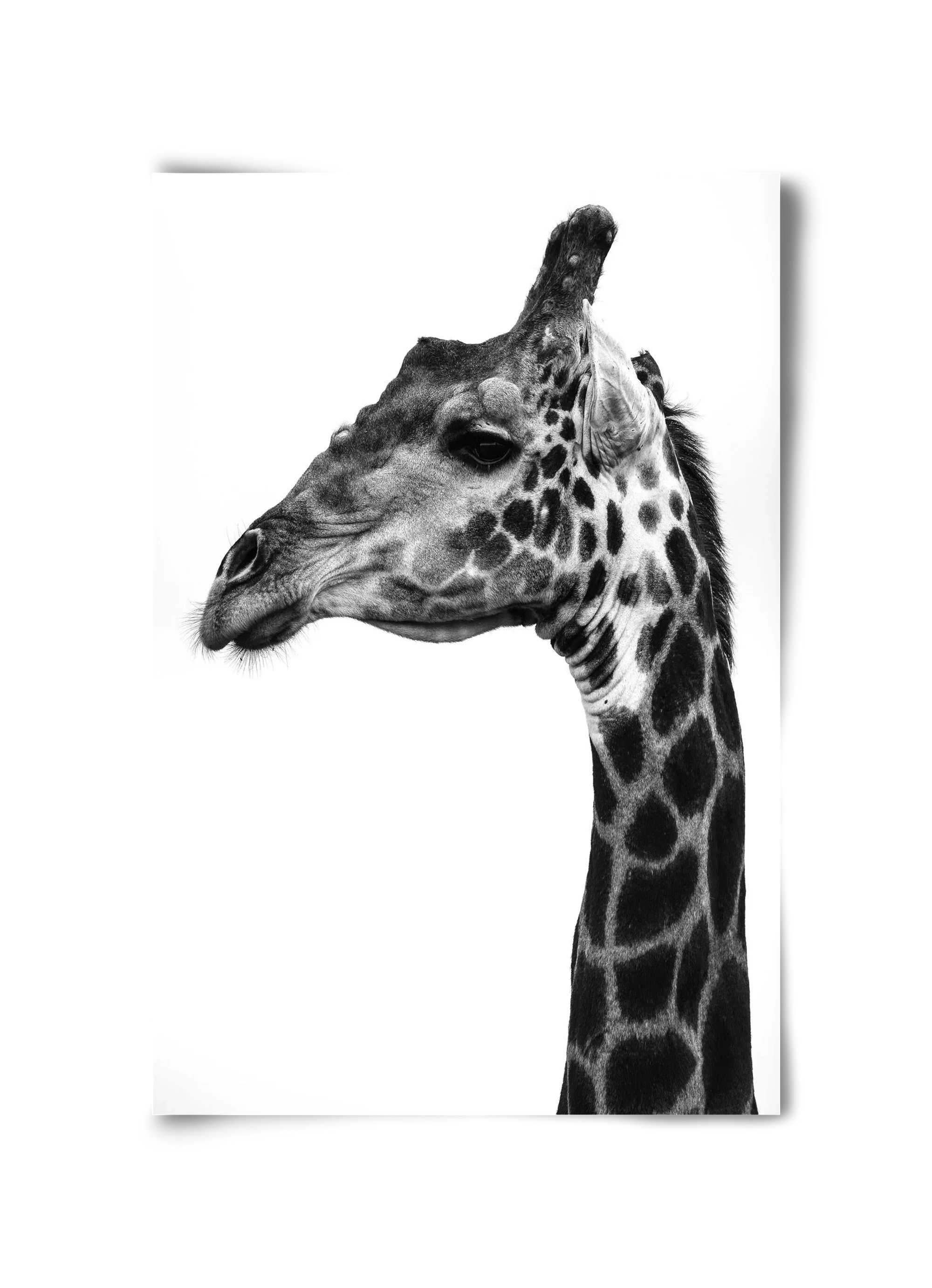 Super safari - artbridge
