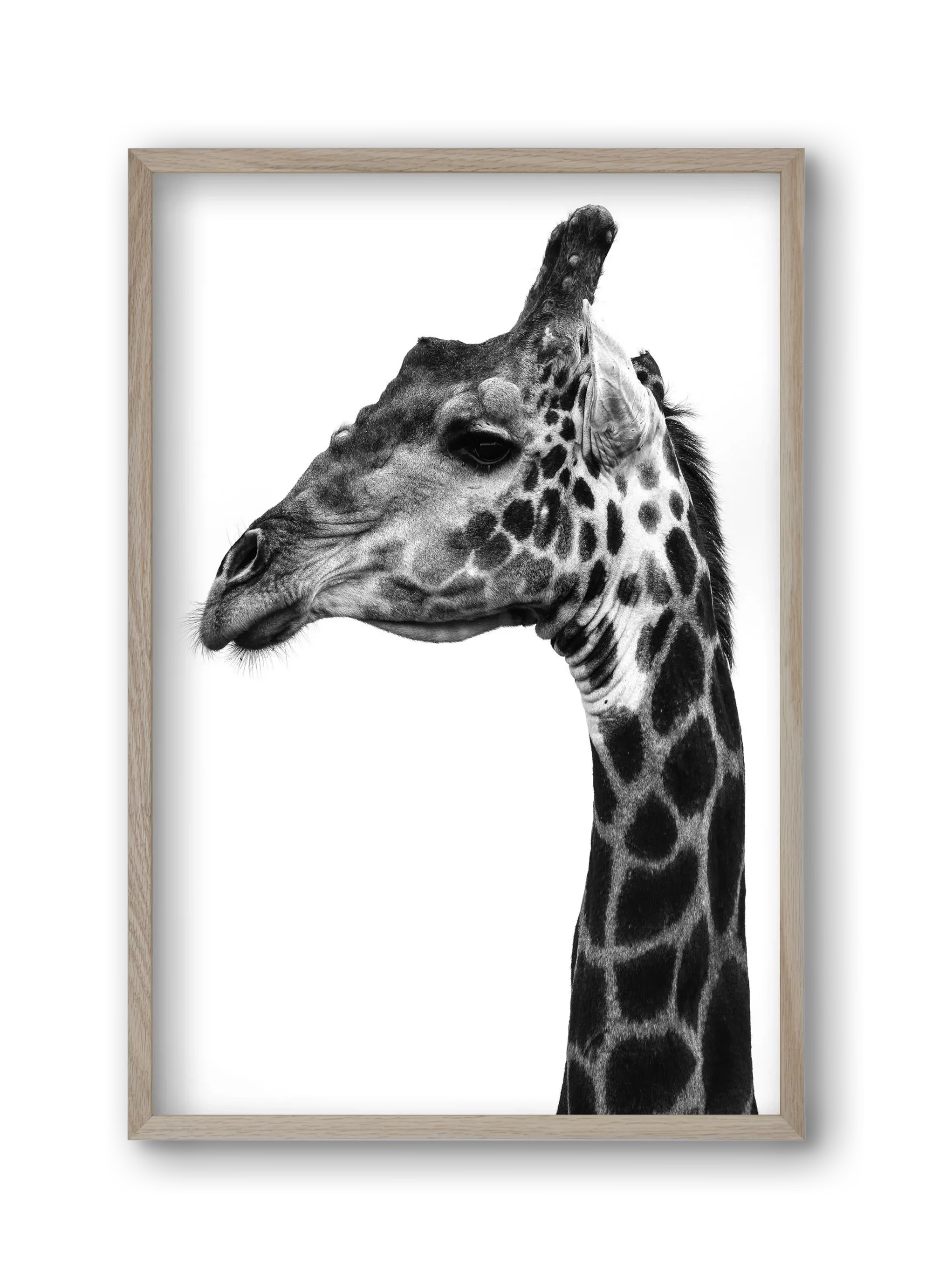 Super safari - artbridge