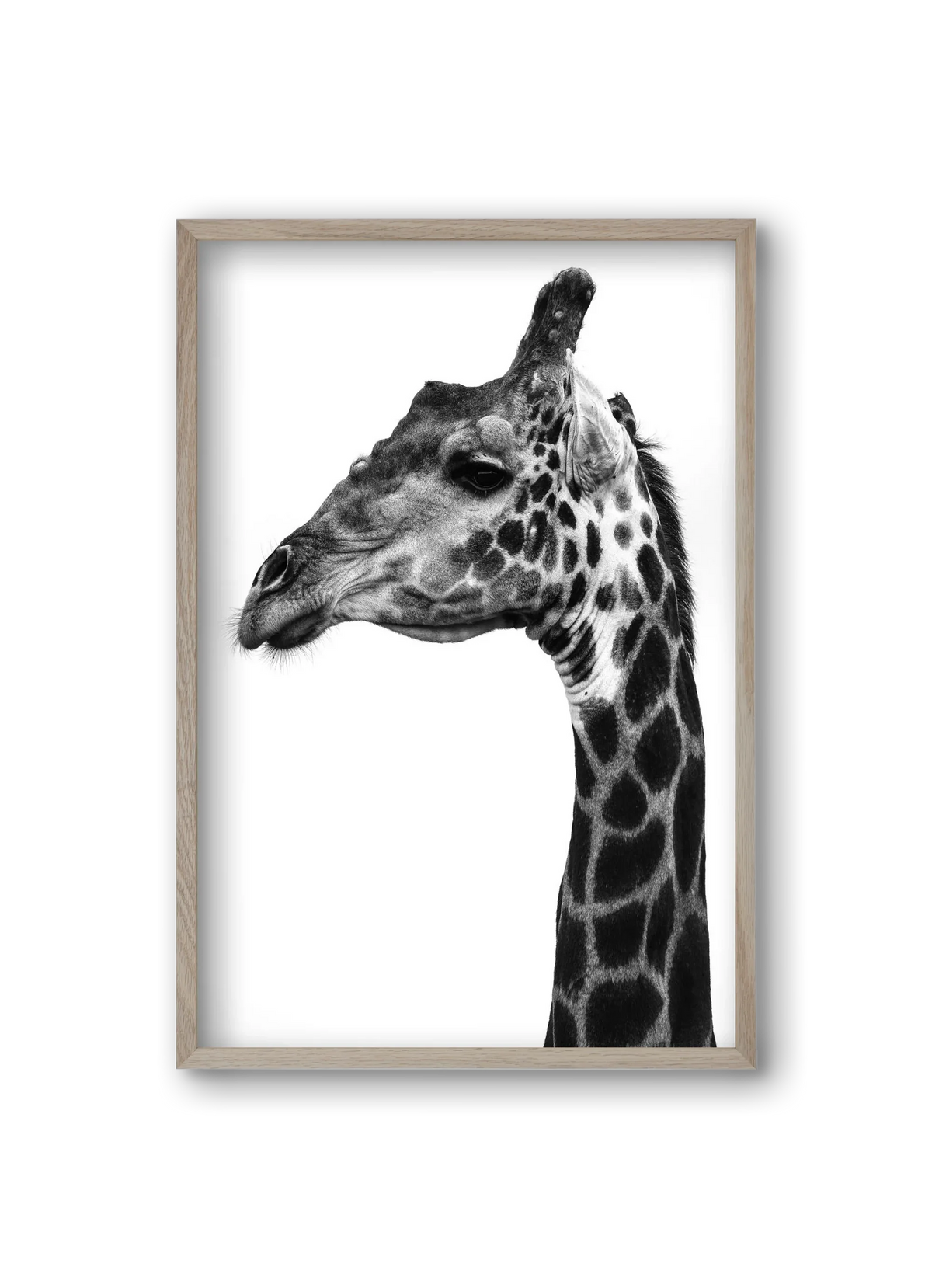 Super safari - artbridge